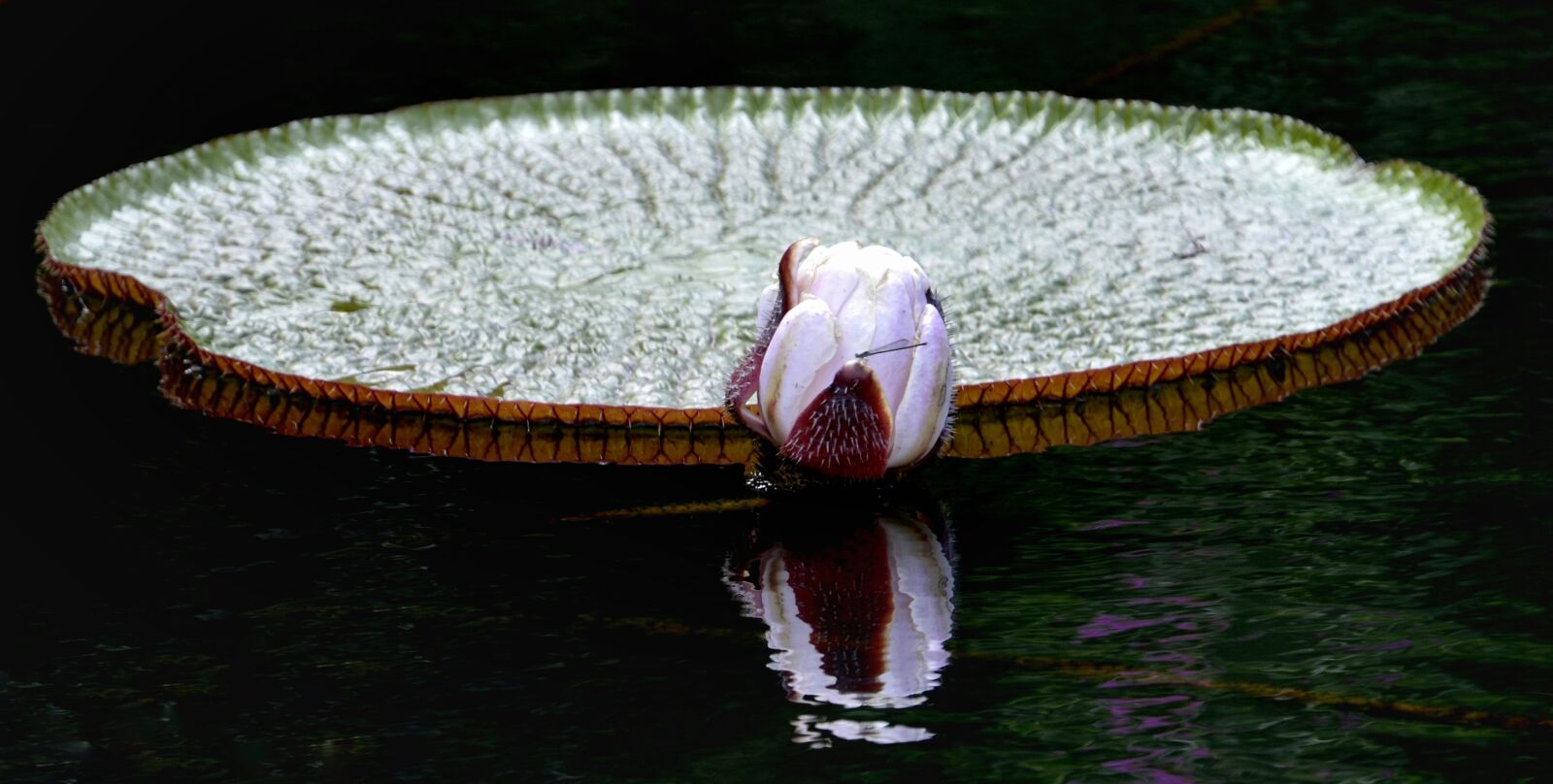 Nikon D5100 sample photo. Victoria lotus leaf, lotus photography