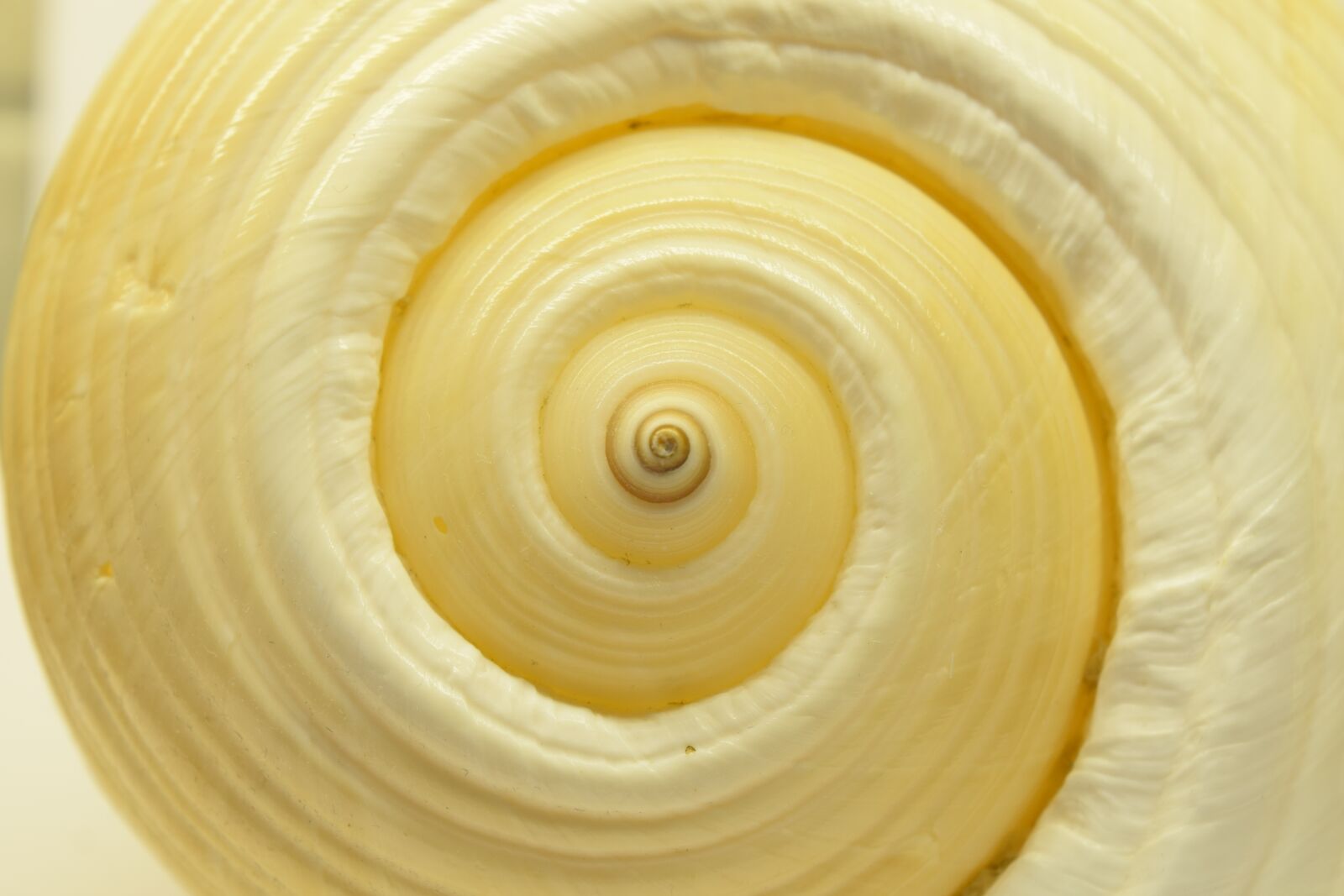 Nikon D3300 sample photo. Shell, spiral closeup, background photography