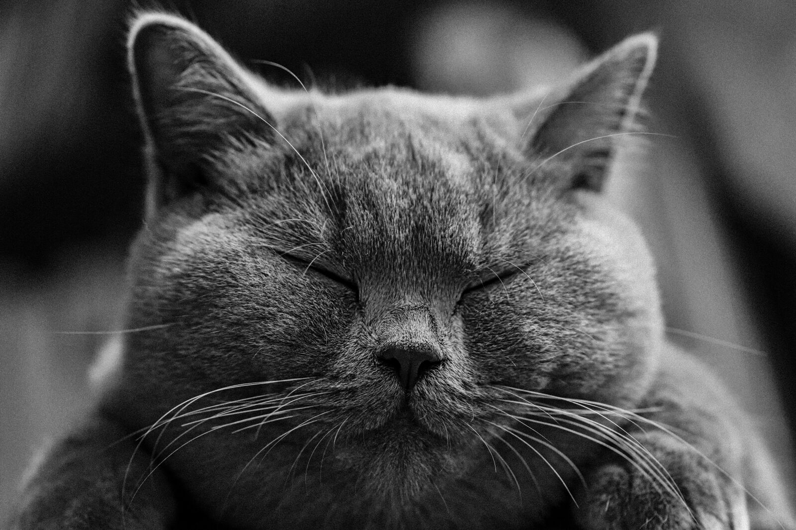 Nikon D3X sample photo. Cat, british shorthair, bkh photography