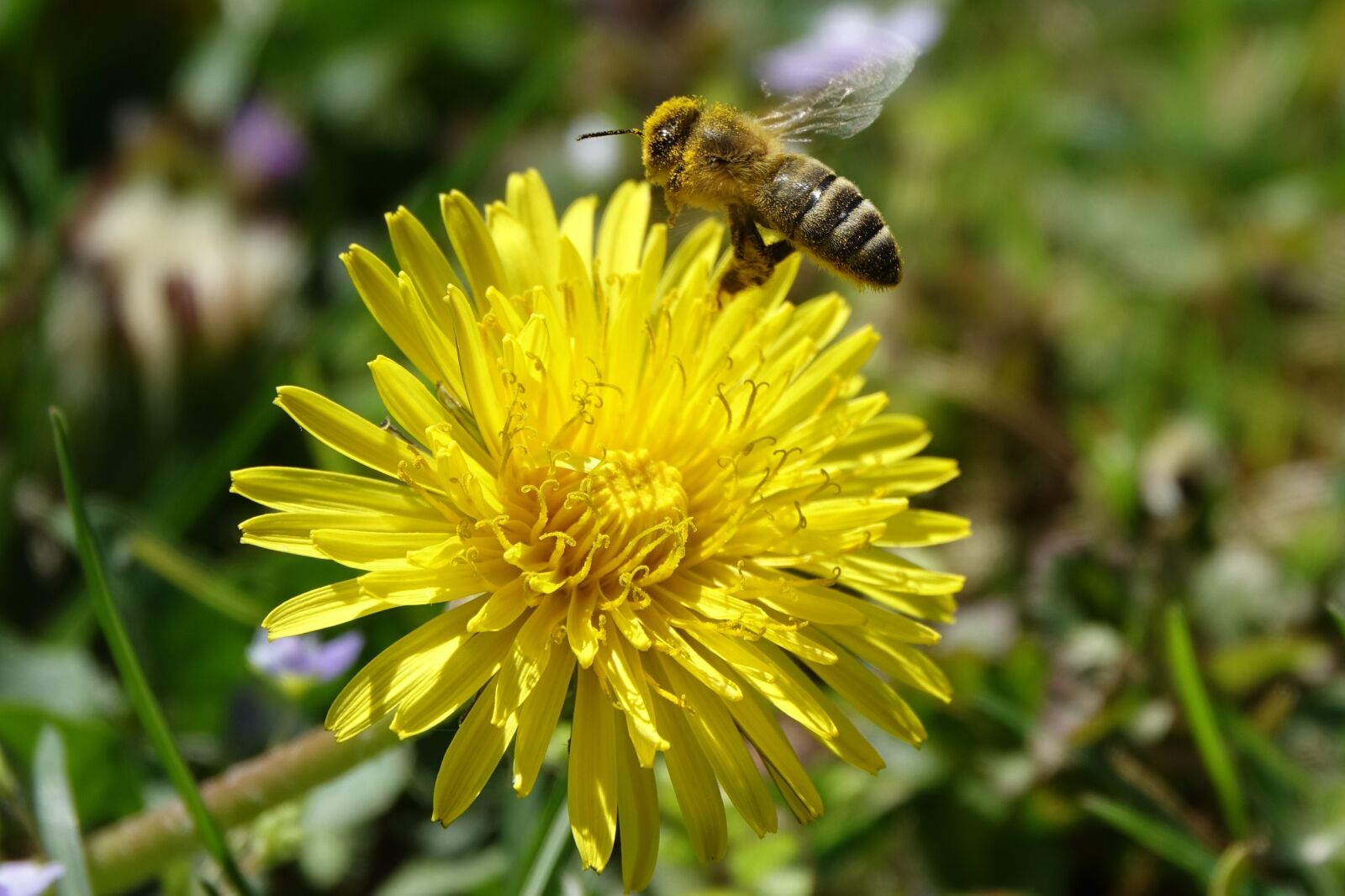 Sony Cyber-shot DSC-RX10 III sample photo. Bee, dandelion, nature photography