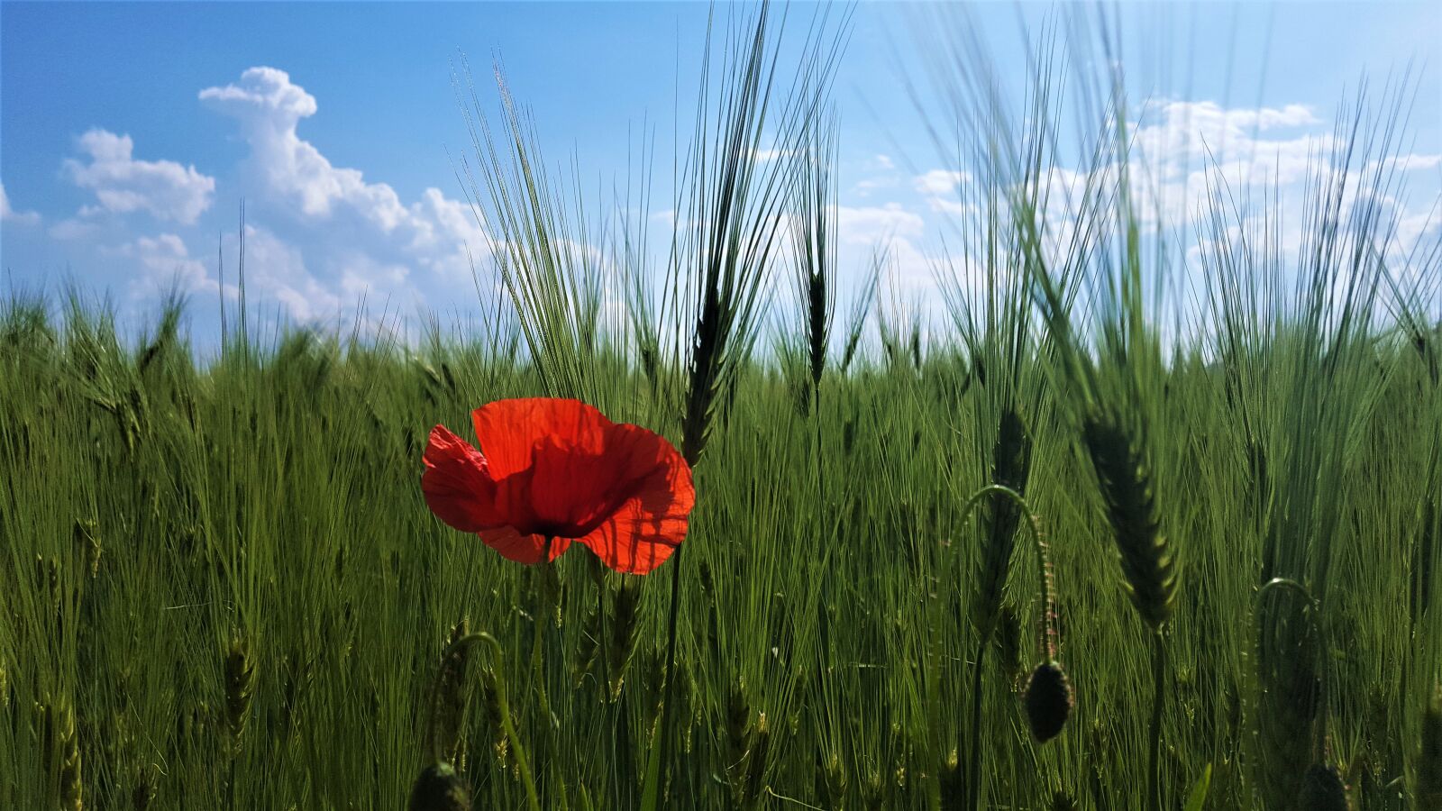 Samsung Galaxy S6 sample photo. Poppy, wolf, flower photography