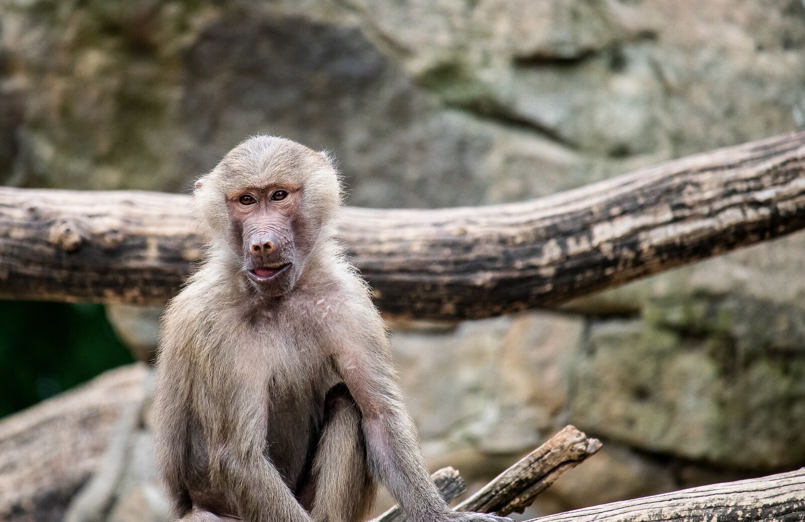 Canon EF-S 55-250mm F4-5.6 IS STM sample photo. Monkey, primate, animal photography