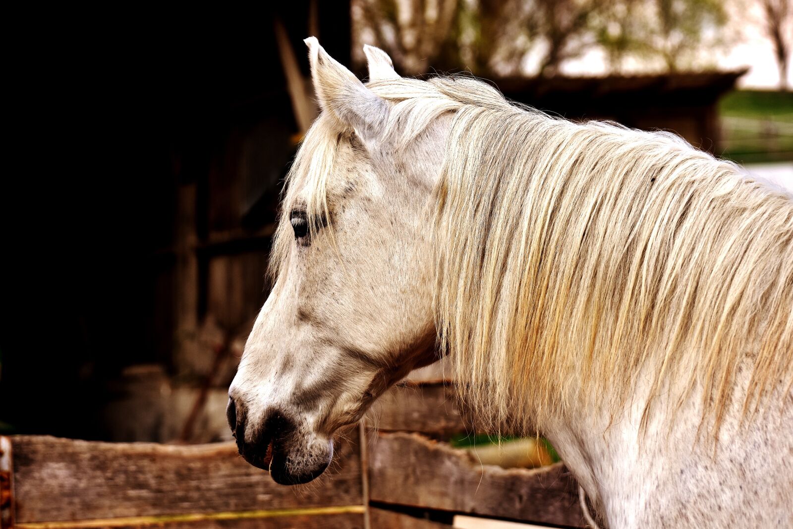 Nikon D7200 sample photo. Mold, horse, a shake photography