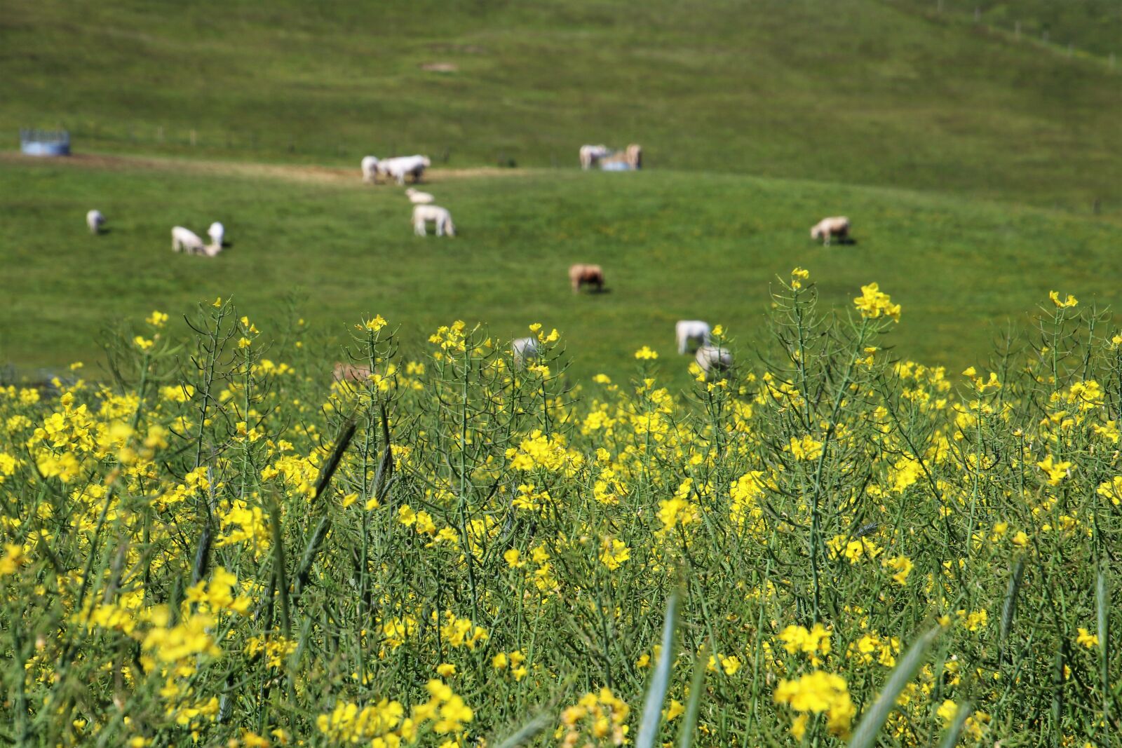 Canon EOS 7D Mark II sample photo. Canola, canola, field, cow photography