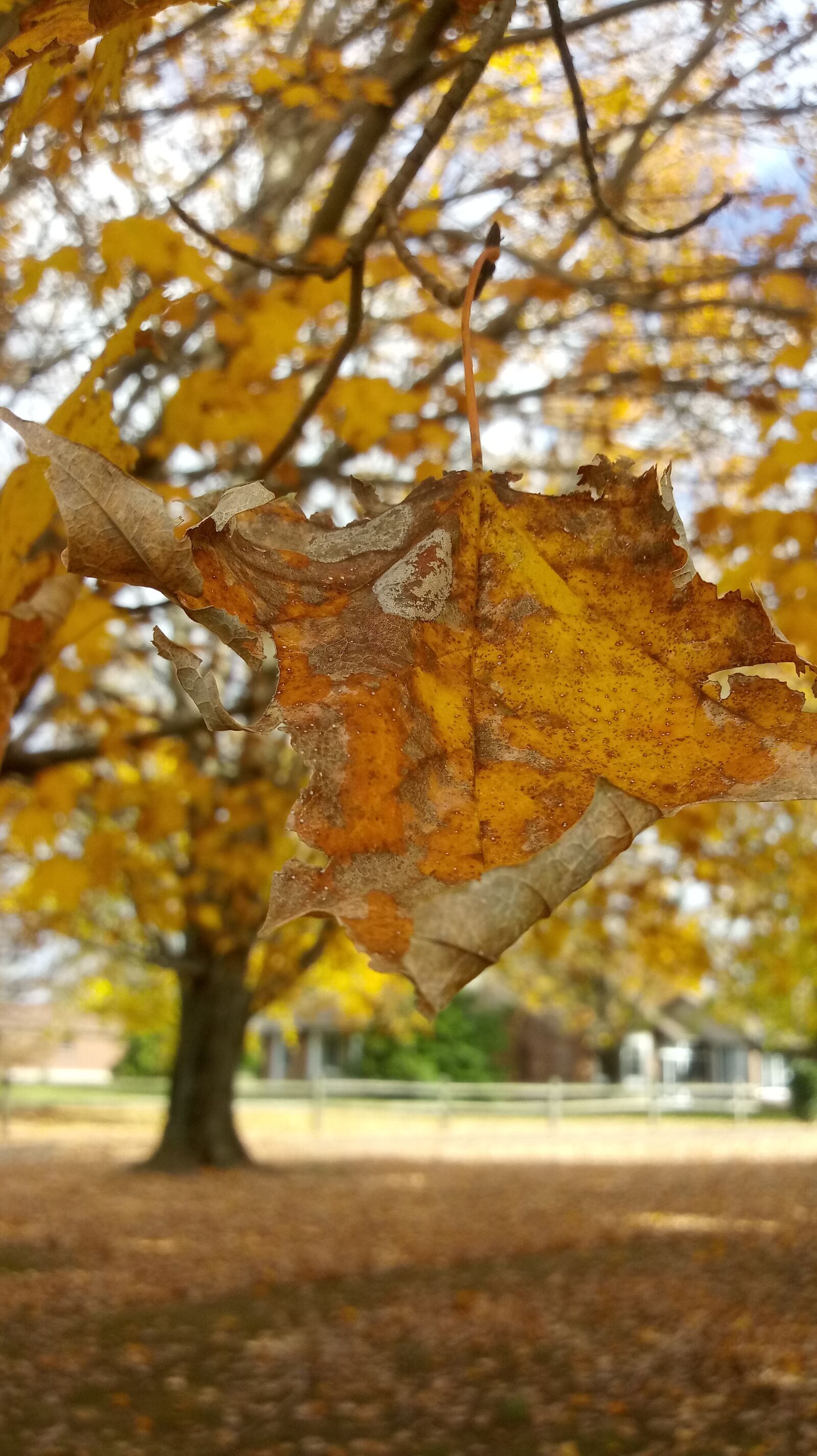 LG STYLO 4 sample photo. Yellow, fall leaves, autumn photography