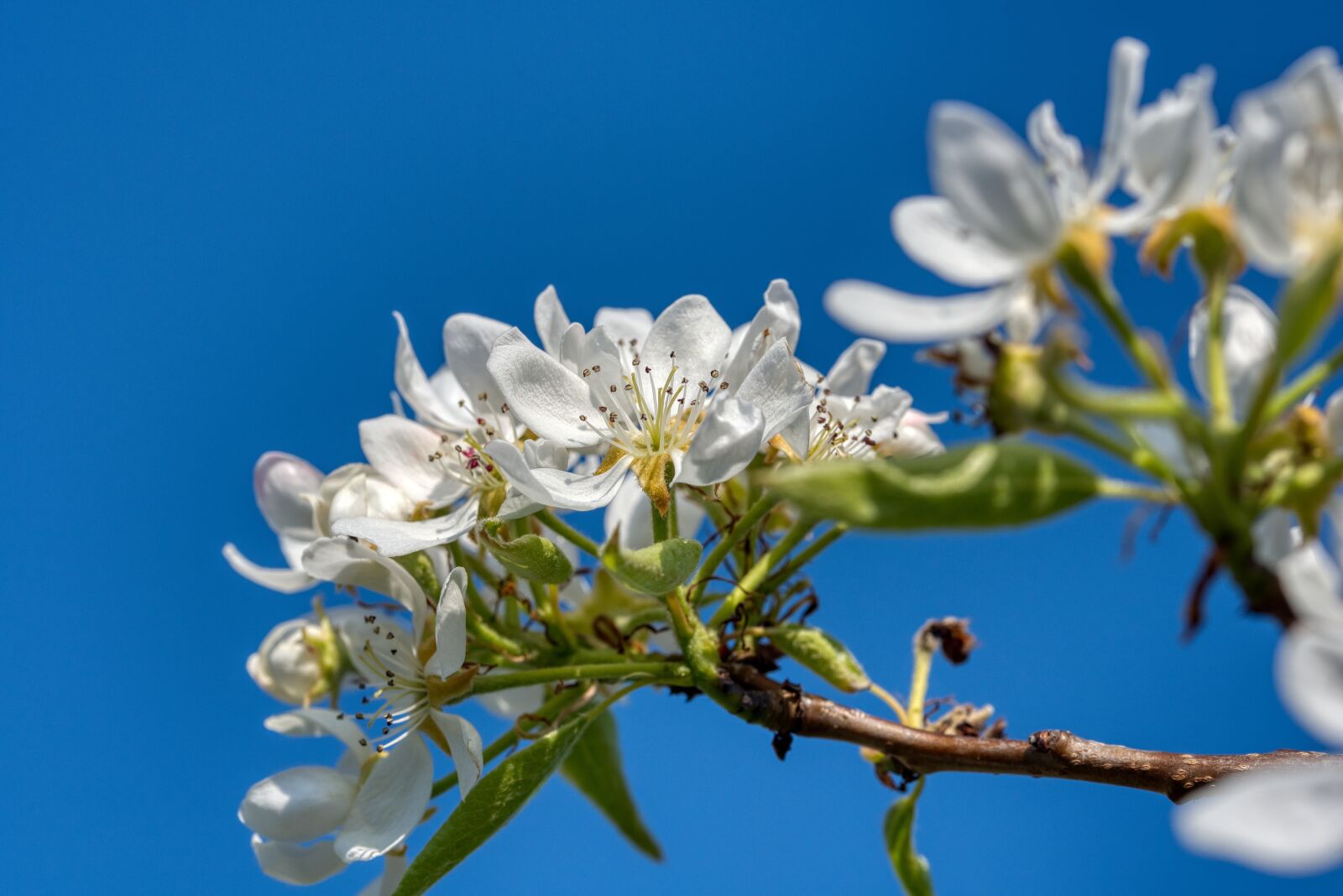 Nikon D750 sample photo. Pear tree, pear blossom photography