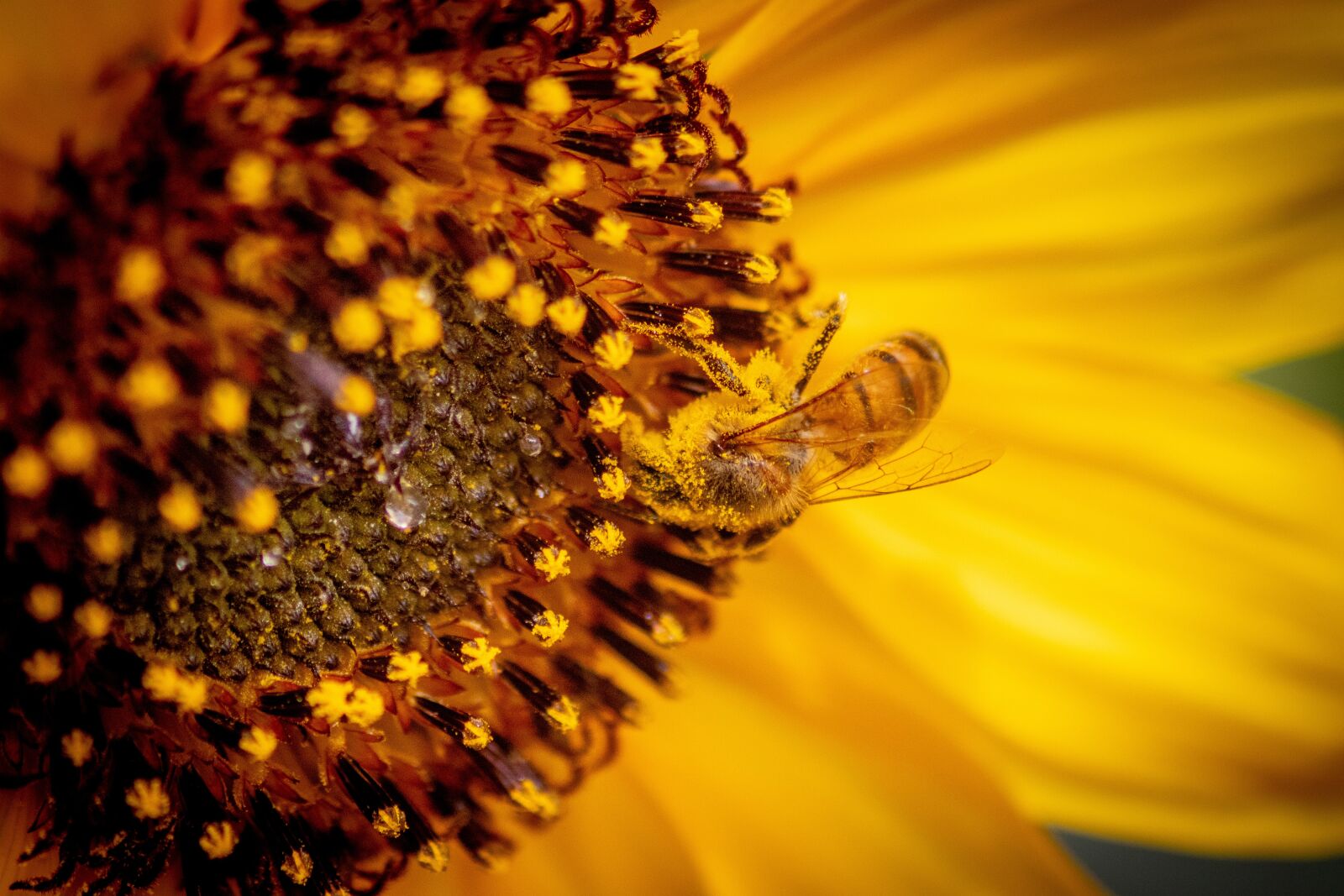 Canon EOS 200D (EOS Rebel SL2 / EOS Kiss X9) sample photo. Honey bee, sunflower, bee photography