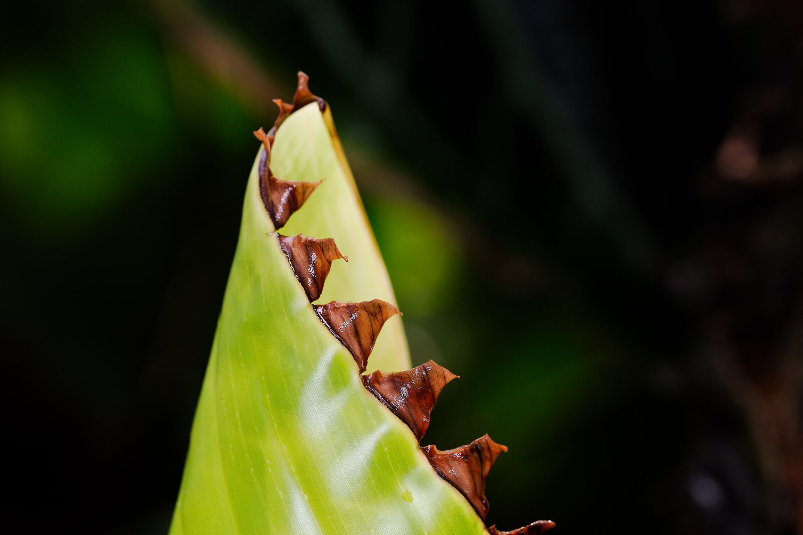 Canon EOS 6D sample photo. Leaf, nature, plant photography