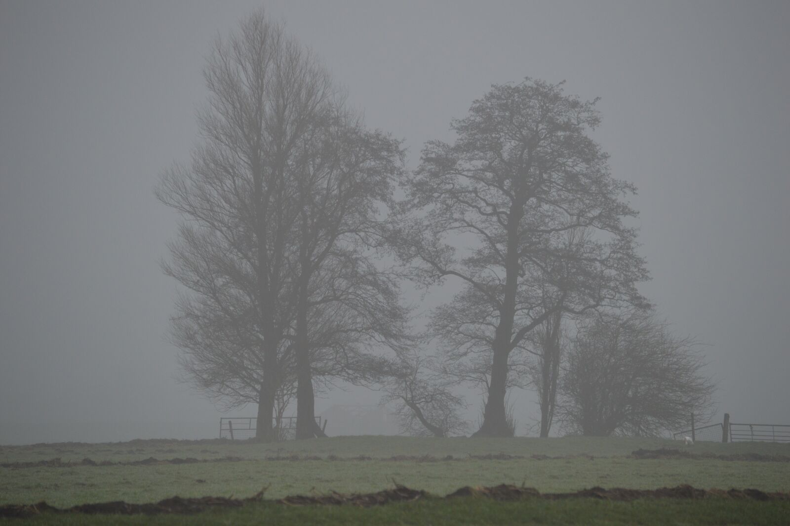 Nikon D3200 sample photo. Fog, trees, nature photography