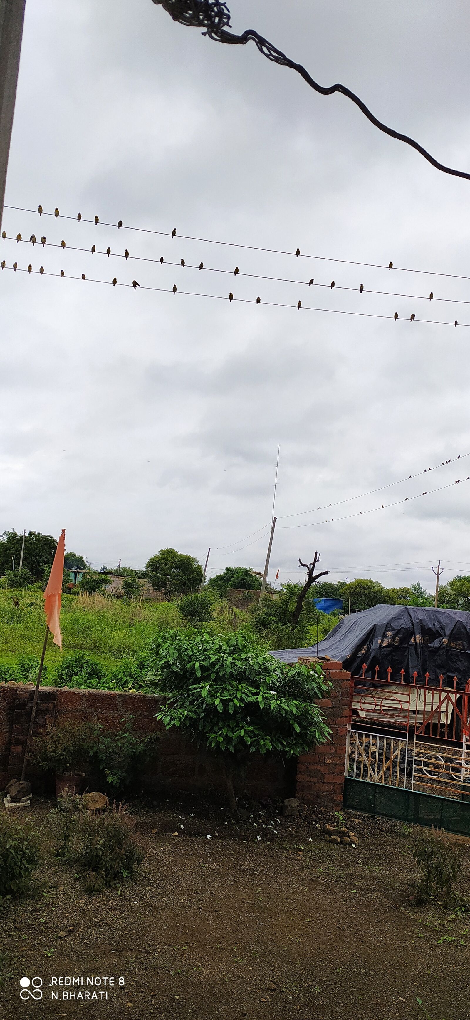 Xiaomi Redmi Note 8 sample photo. Sparrows, naren, lovely world photography