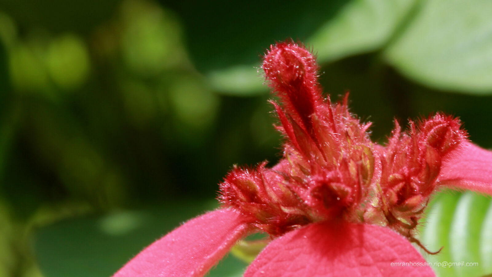 Canon EOS 1100D (EOS Rebel T3 / EOS Kiss X50) sample photo. Nature, nice, wallpaper photography