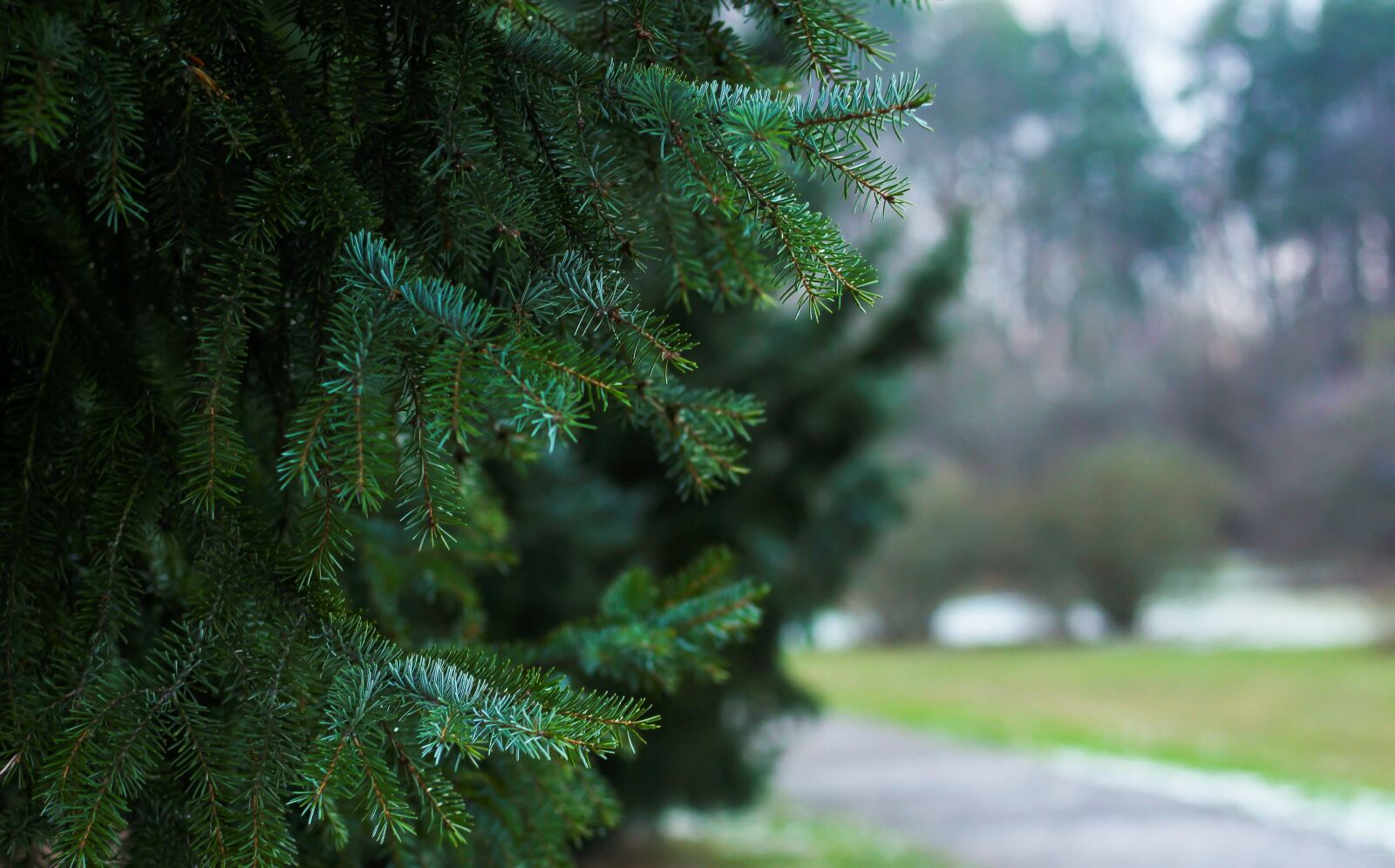 Canon EF 50mm F1.8 STM sample photo. Fir tree, pine needles photography