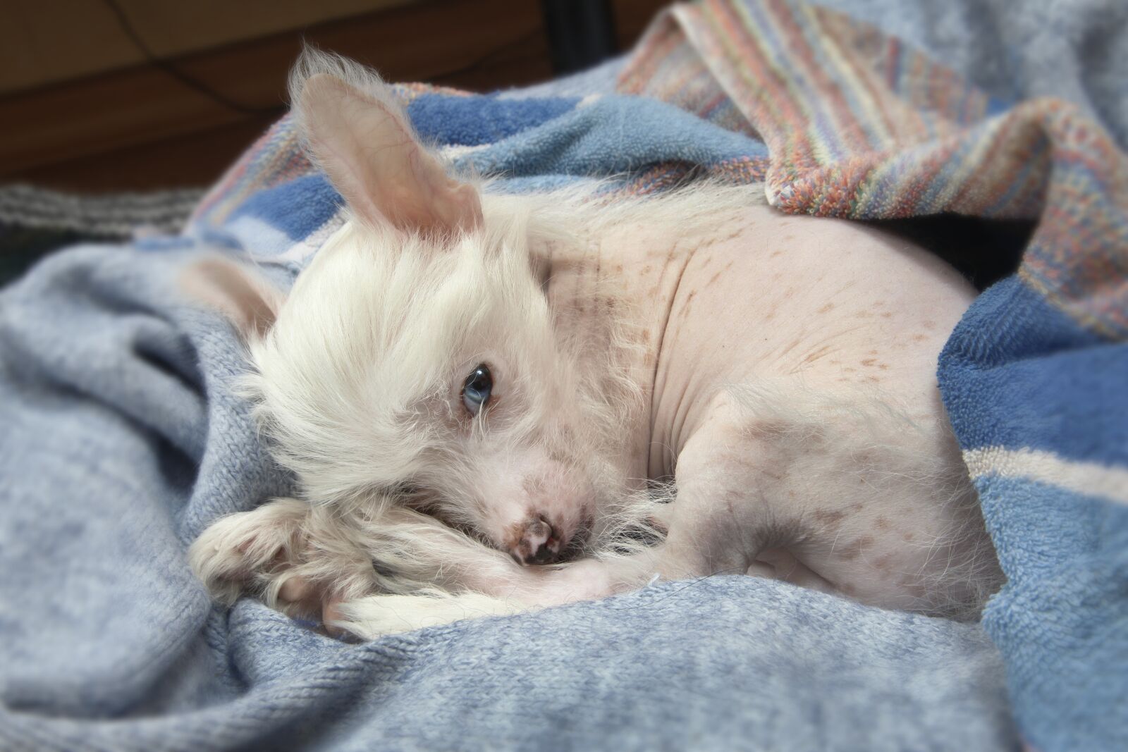 Canon EOS 5D Mark II sample photo. Puppy, chinese crested dog photography