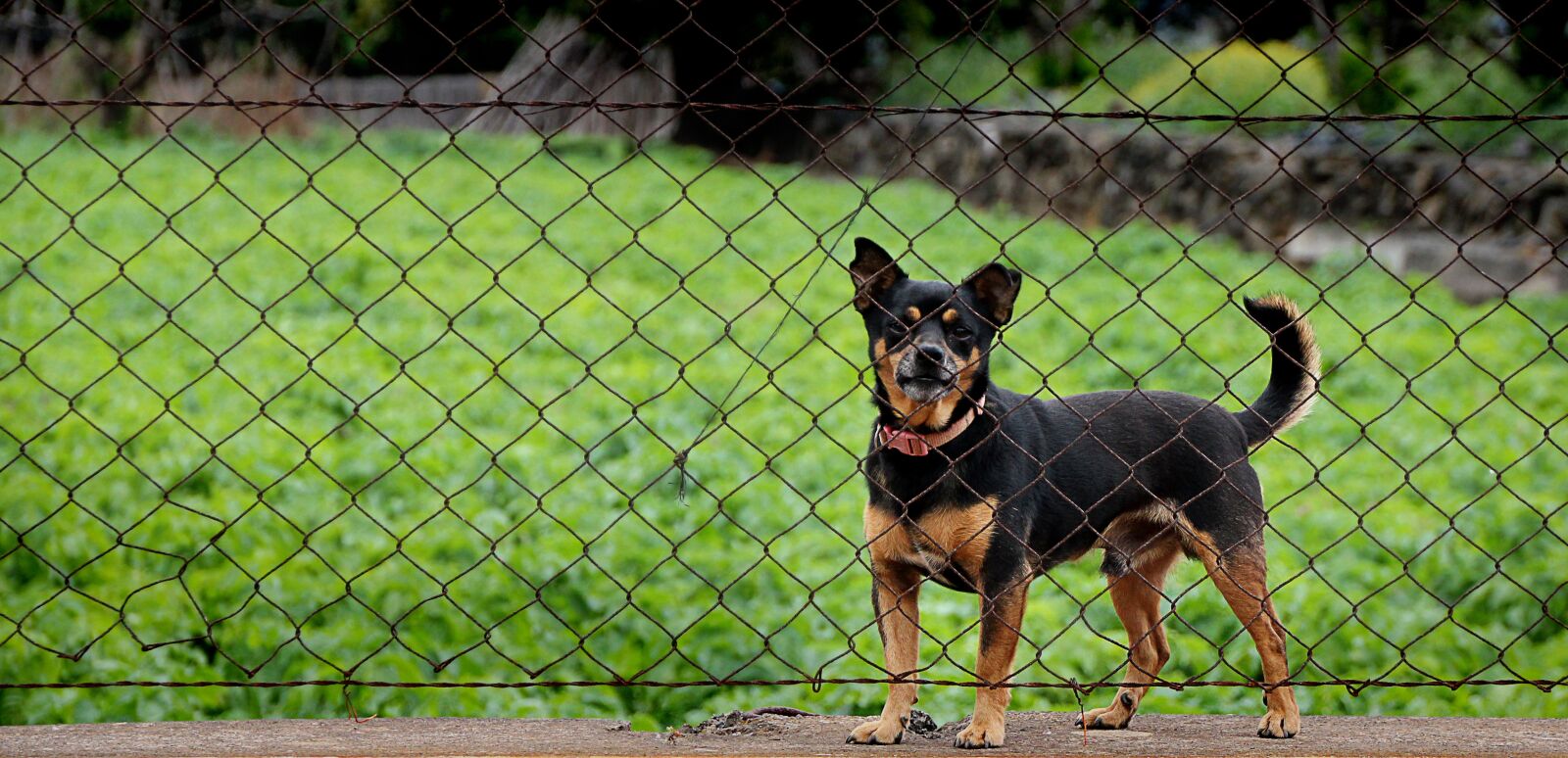 Canon EOS 550D (EOS Rebel T2i / EOS Kiss X4) sample photo. Dog, imprisoned, guard photography