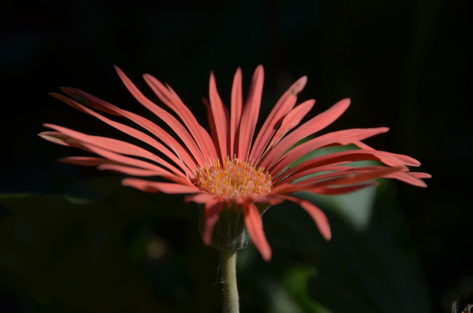Nikon D5100 sample photo. Flor, flower, natureza photography