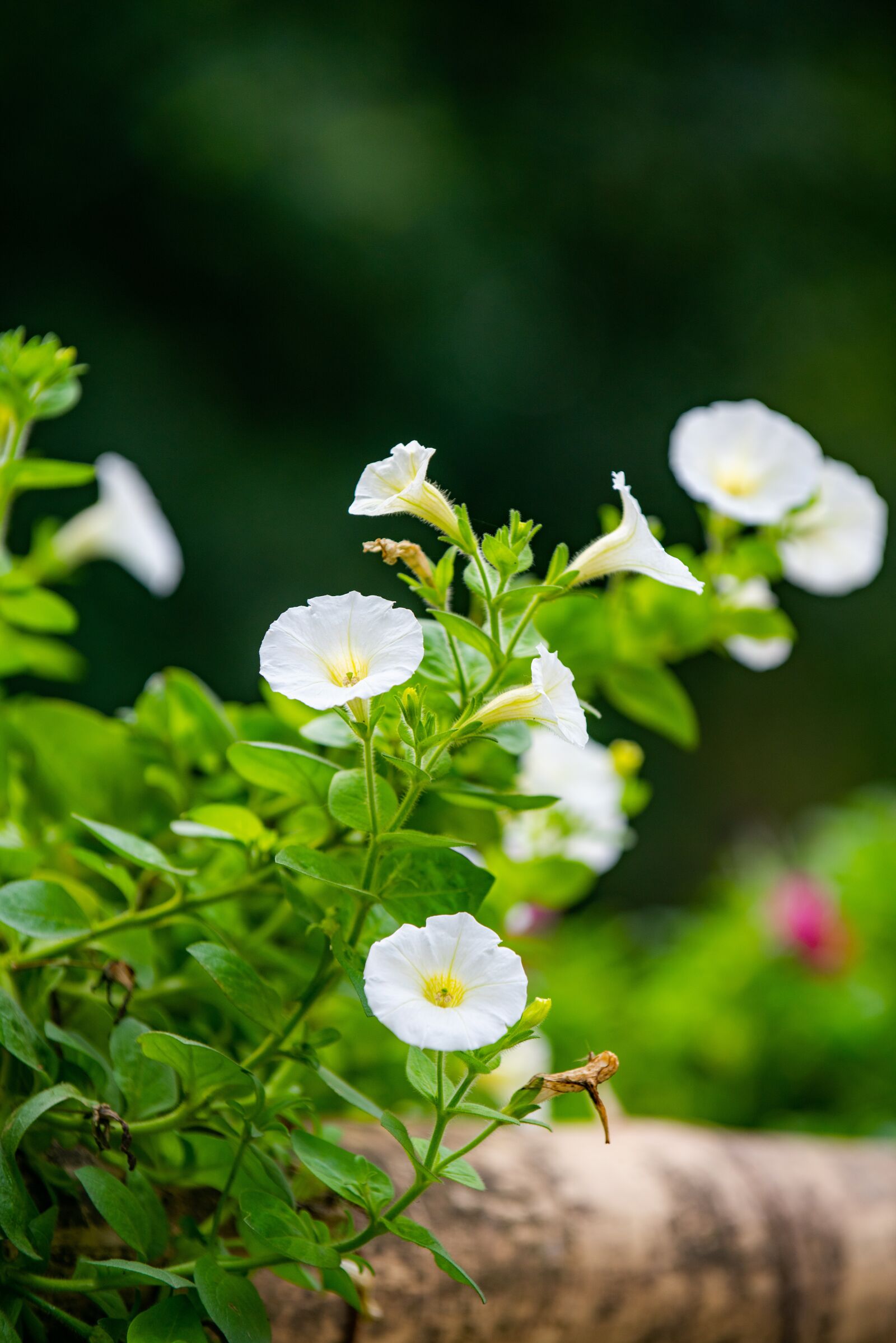 Nikon D810 sample photo. Flower, nest workshop, tree photography