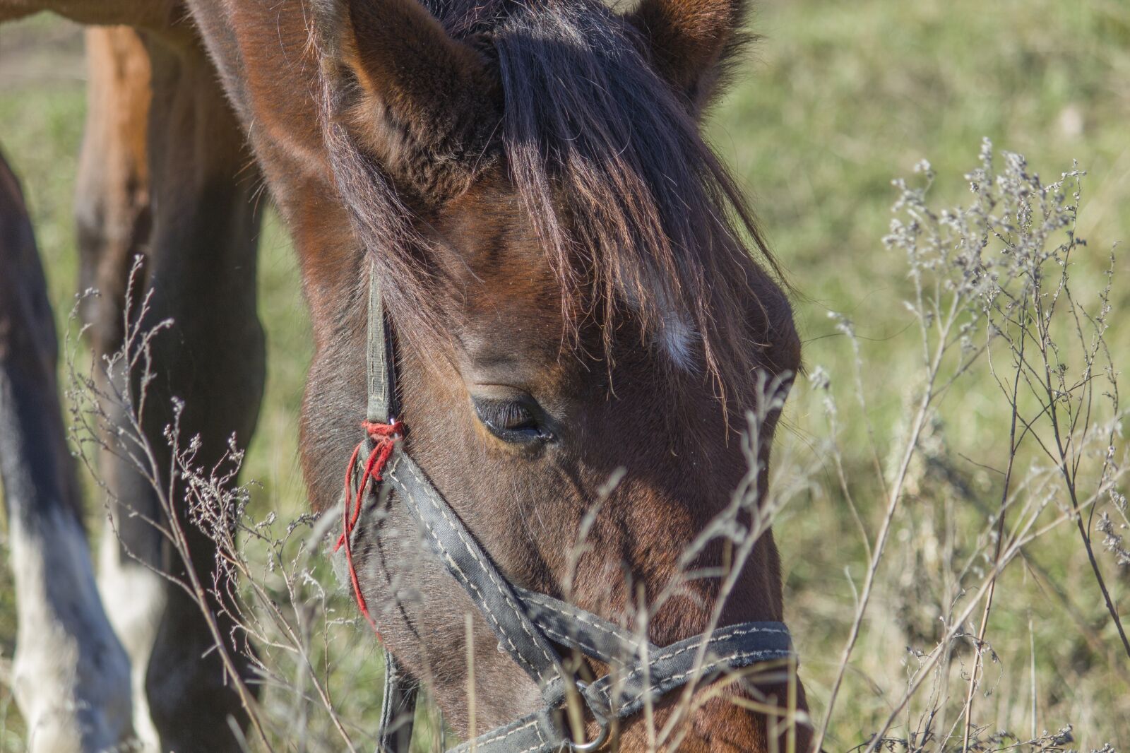 Canon EOS 550D (EOS Rebel T2i / EOS Kiss X4) + Canon EF-S 55-250mm F4-5.6 IS II sample photo. Horse, horses, animal photography