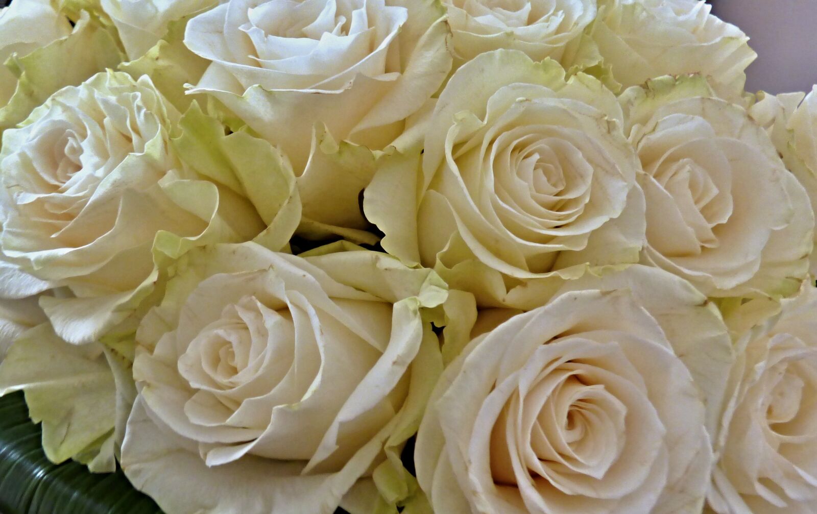 Panasonic DMC-FZ72 sample photo. Rose, bouquet, flowers photography