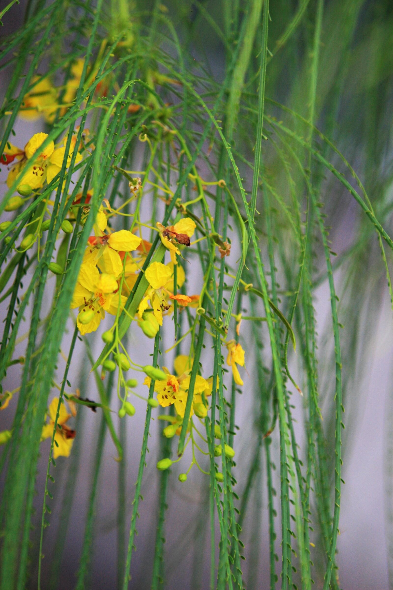 Canon EOS 30D sample photo. Mexican palo verde, jerusalem photography