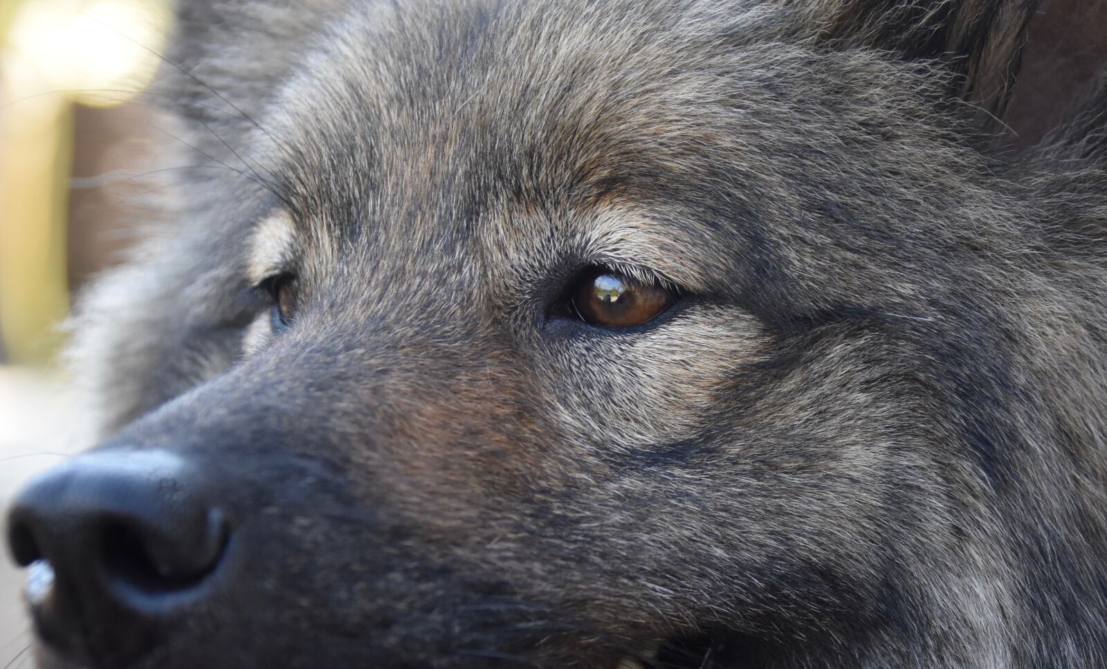 Nikon D5600 sample photo. Dog, next to dog photography