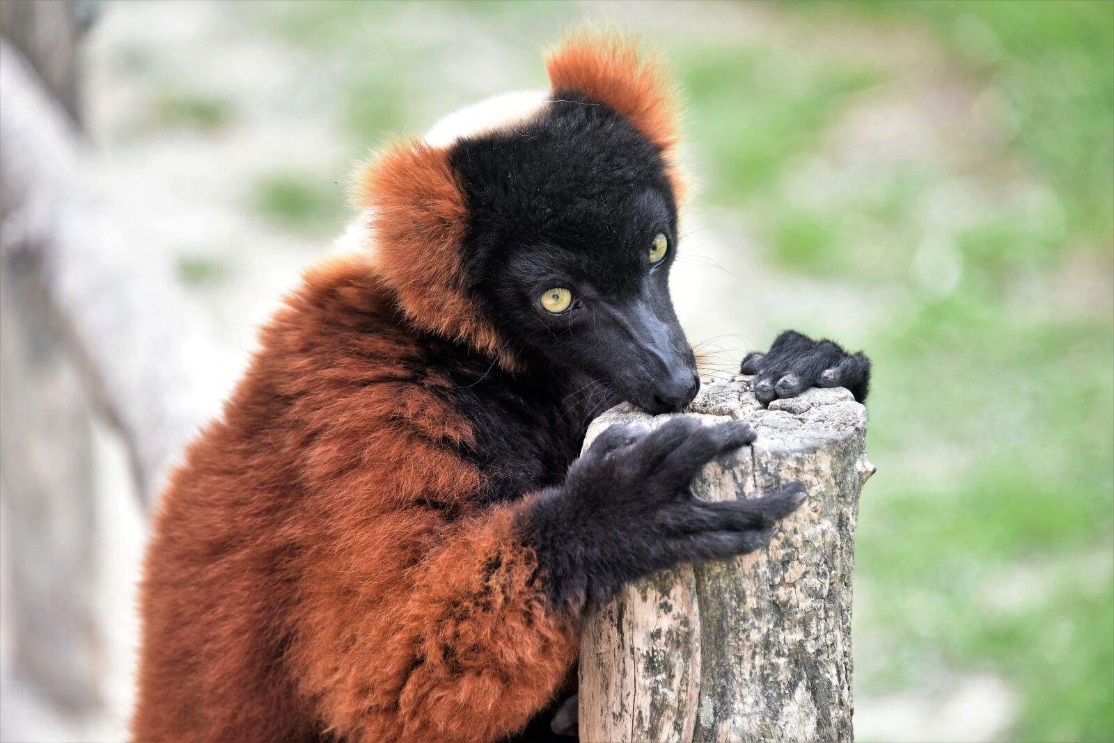 Nikon D810 sample photo. Lemur husband roux, animal photography