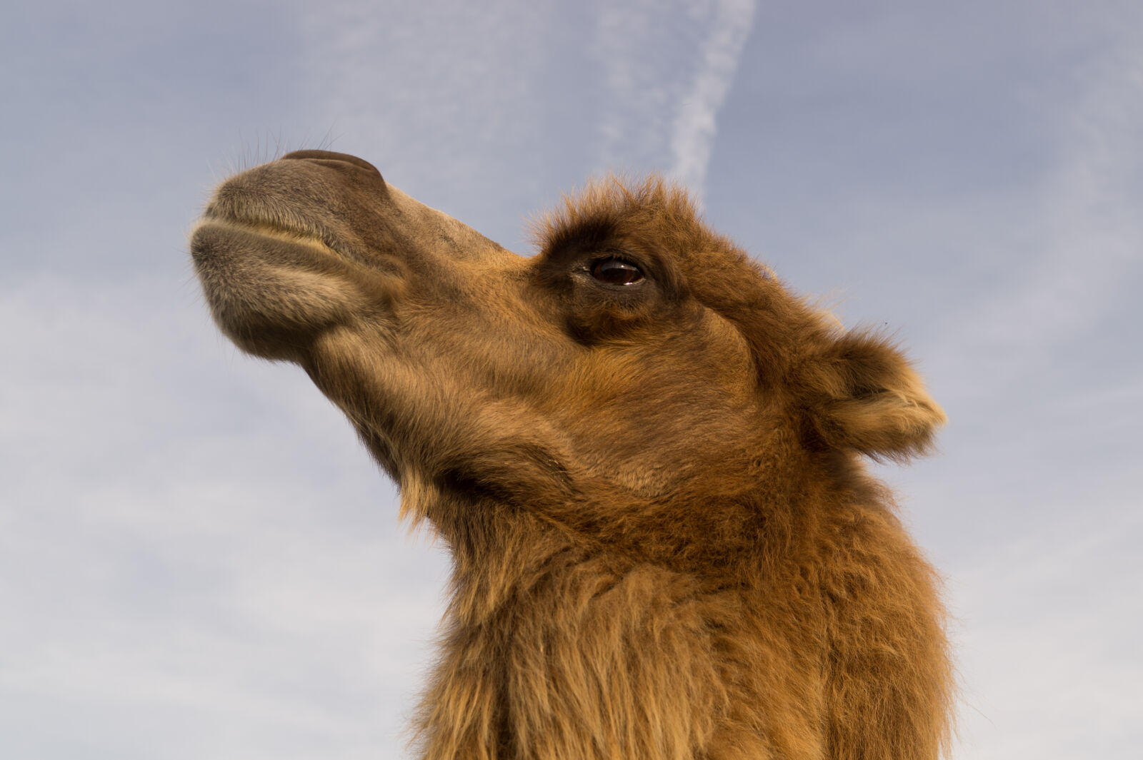 Sony DT 35mm F1.8 SAM sample photo. Animal, wilderness, zoo, camel photography