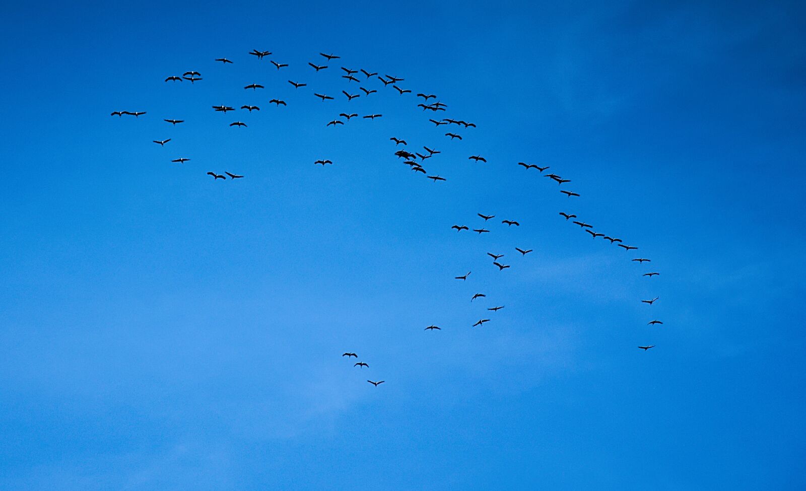 Nikon D3300 sample photo. Migratory birds, birds, swarm photography