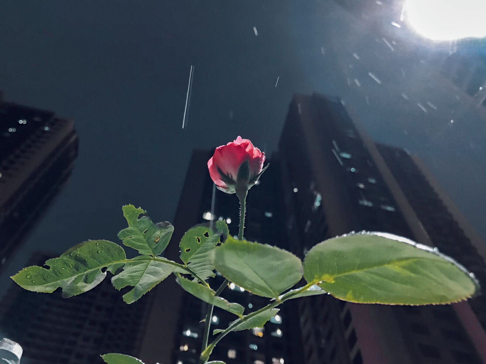 iPhone 7 back camera 3.99mm f/1.8 sample photo. Rose, rain, nature photography