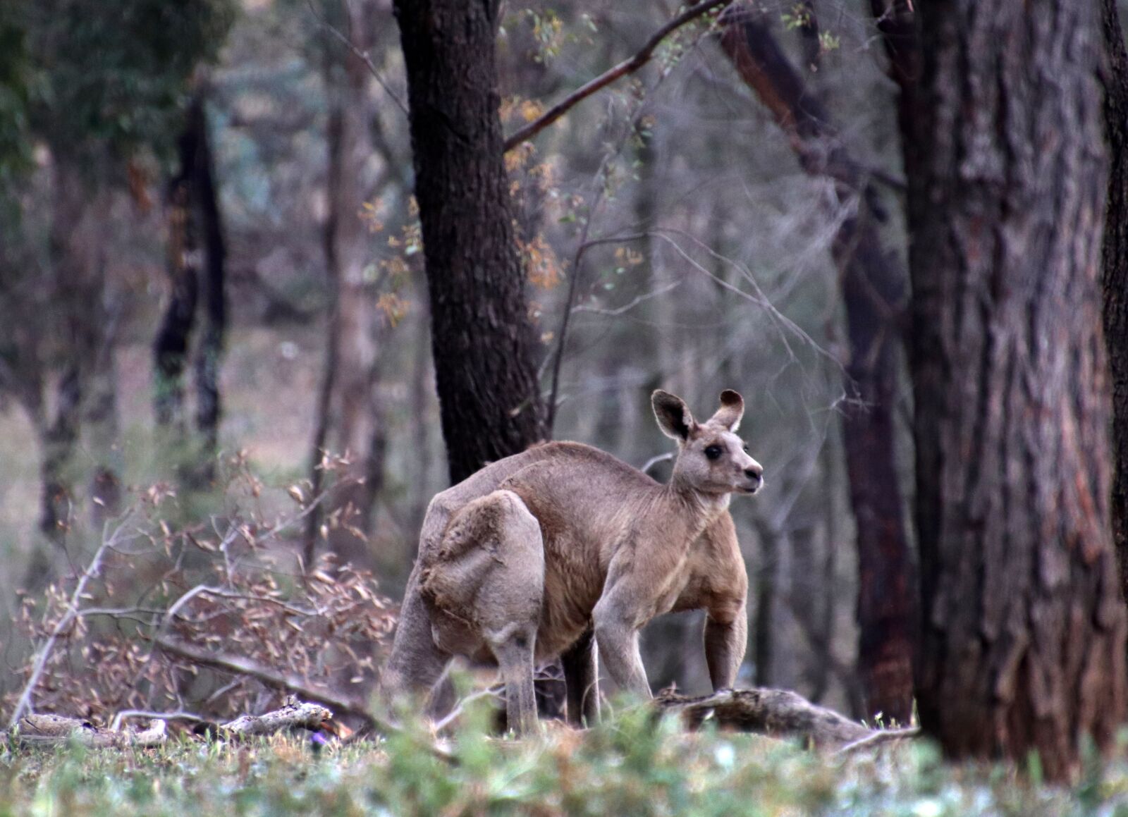 Canon EOS 800D (EOS Rebel T7i / EOS Kiss X9i) sample photo. Animal, kangaroo, australian photography