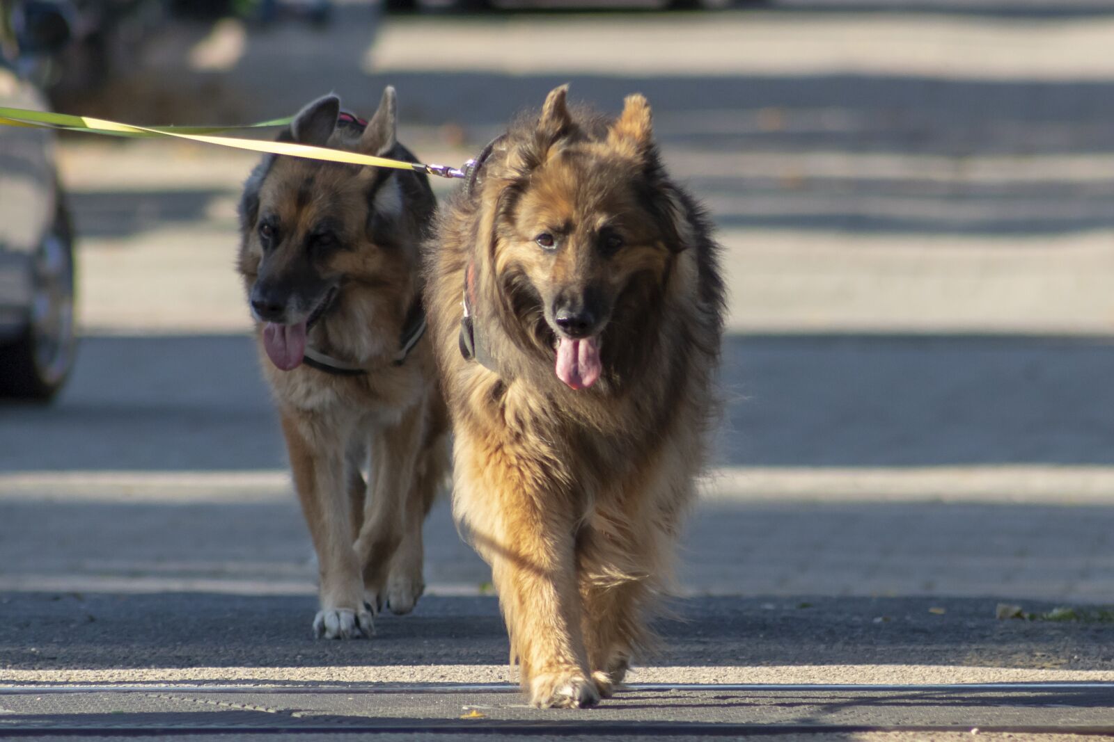 Canon EF75-300mm f/4-5.6 sample photo. Dog, pets, hairy photography