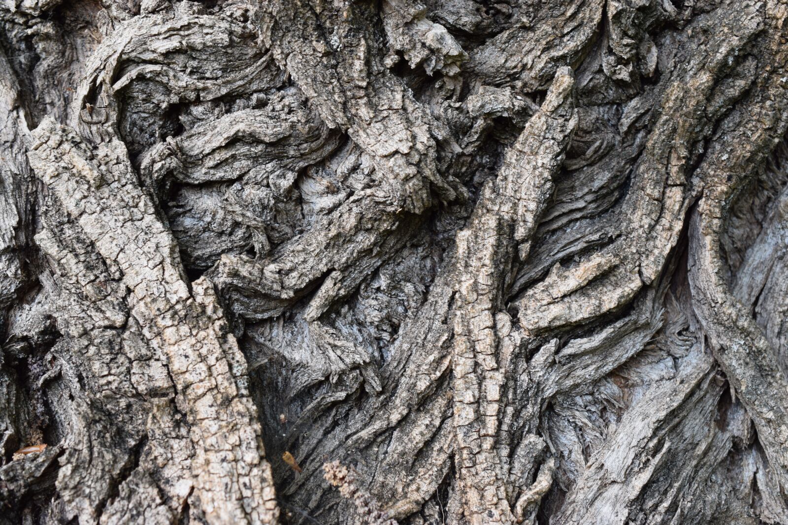 Nikon D5300 sample photo. Tree, the bark, nature photography