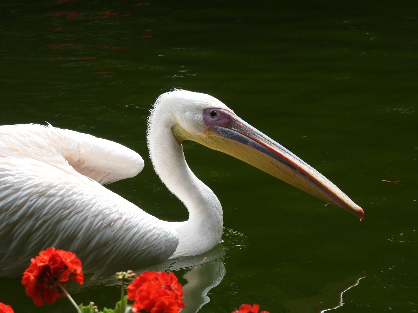 Nikon Coolpix P950 sample photo. Pelican, water, bird photography