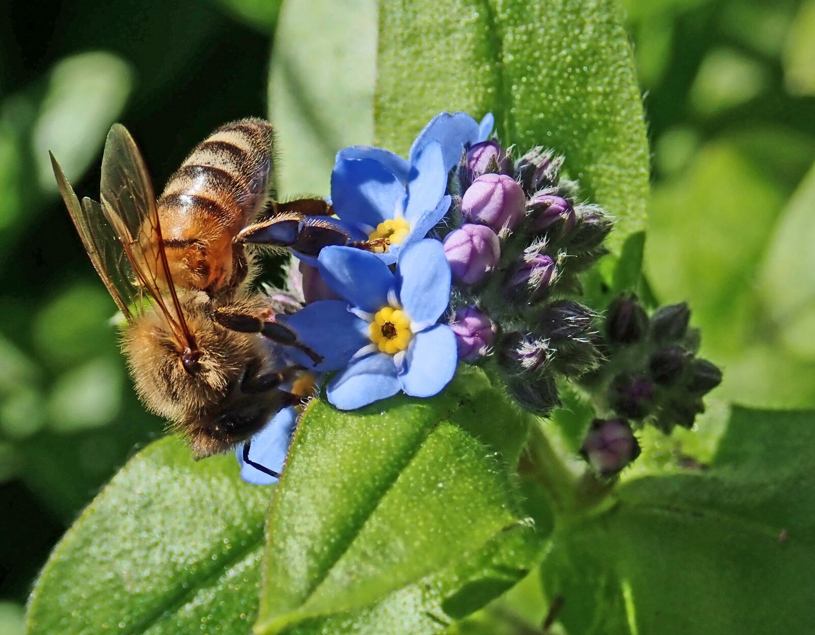 Olympus TG-5 sample photo. Bee, insect, pollen photography