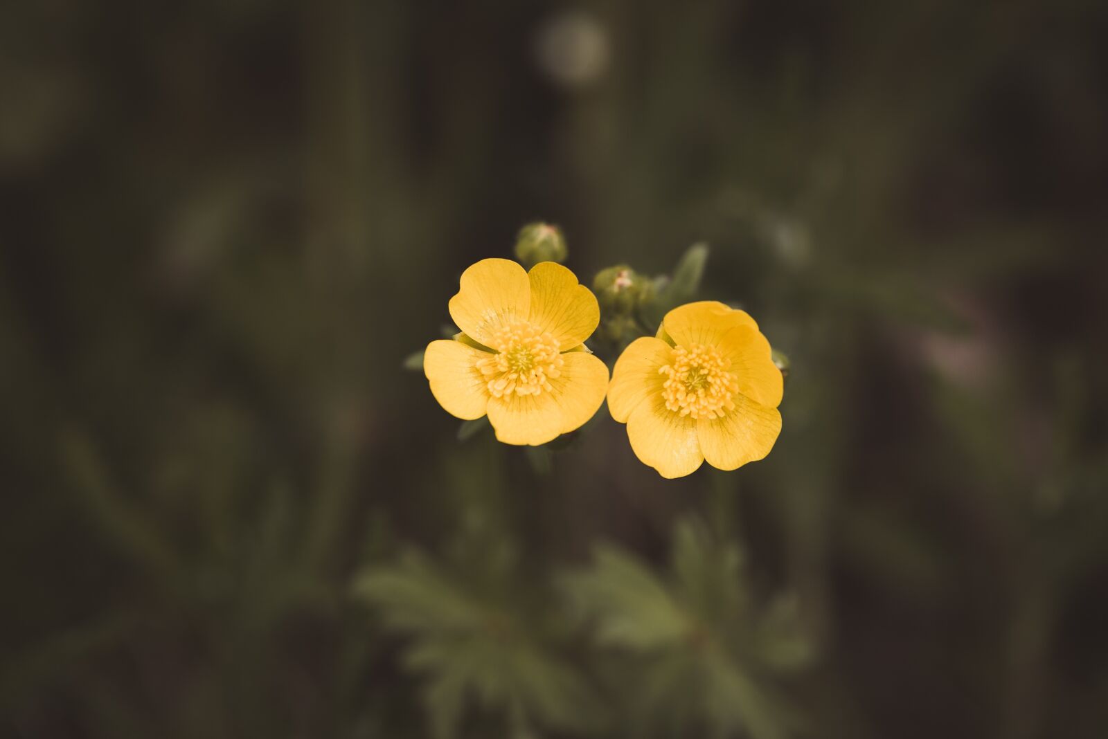 Nikon D750 sample photo. Buttercup, toxic, flowers photography