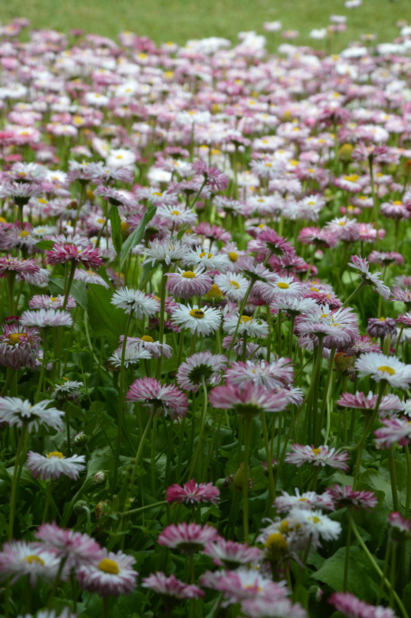 Nikon D3200 sample photo. Flower, plant, nature photography