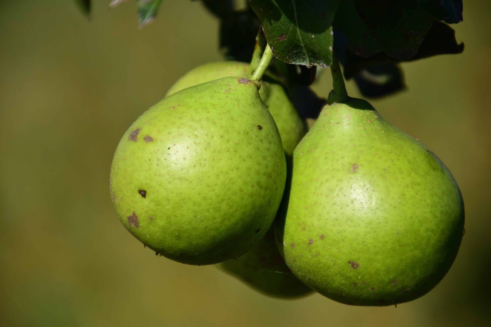 Nikon D3300 sample photo. Food, nature, orchard, macro photography