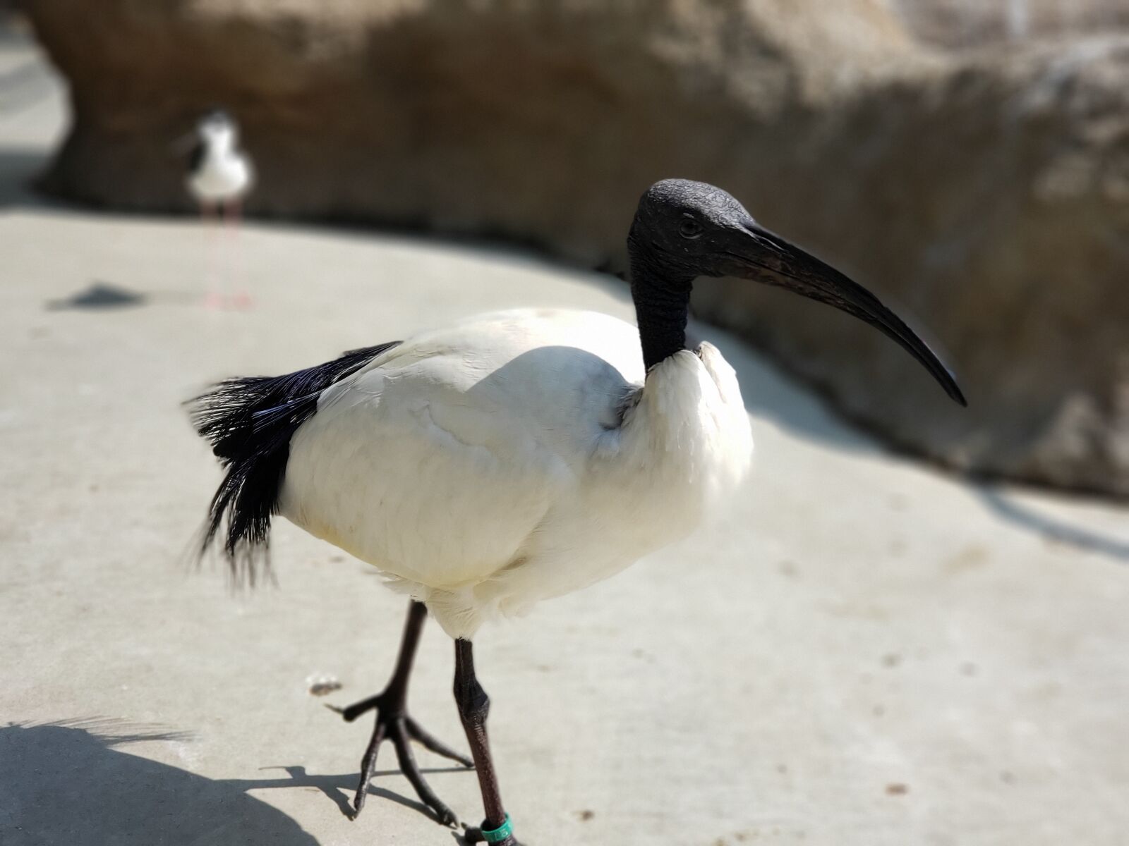 Samsung Galaxy Note9 sample photo. Bird, wild birds, natural photography