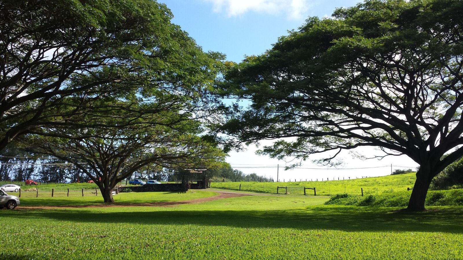 Samsung Galaxy S4 sample photo. Trees, touching, cover photography