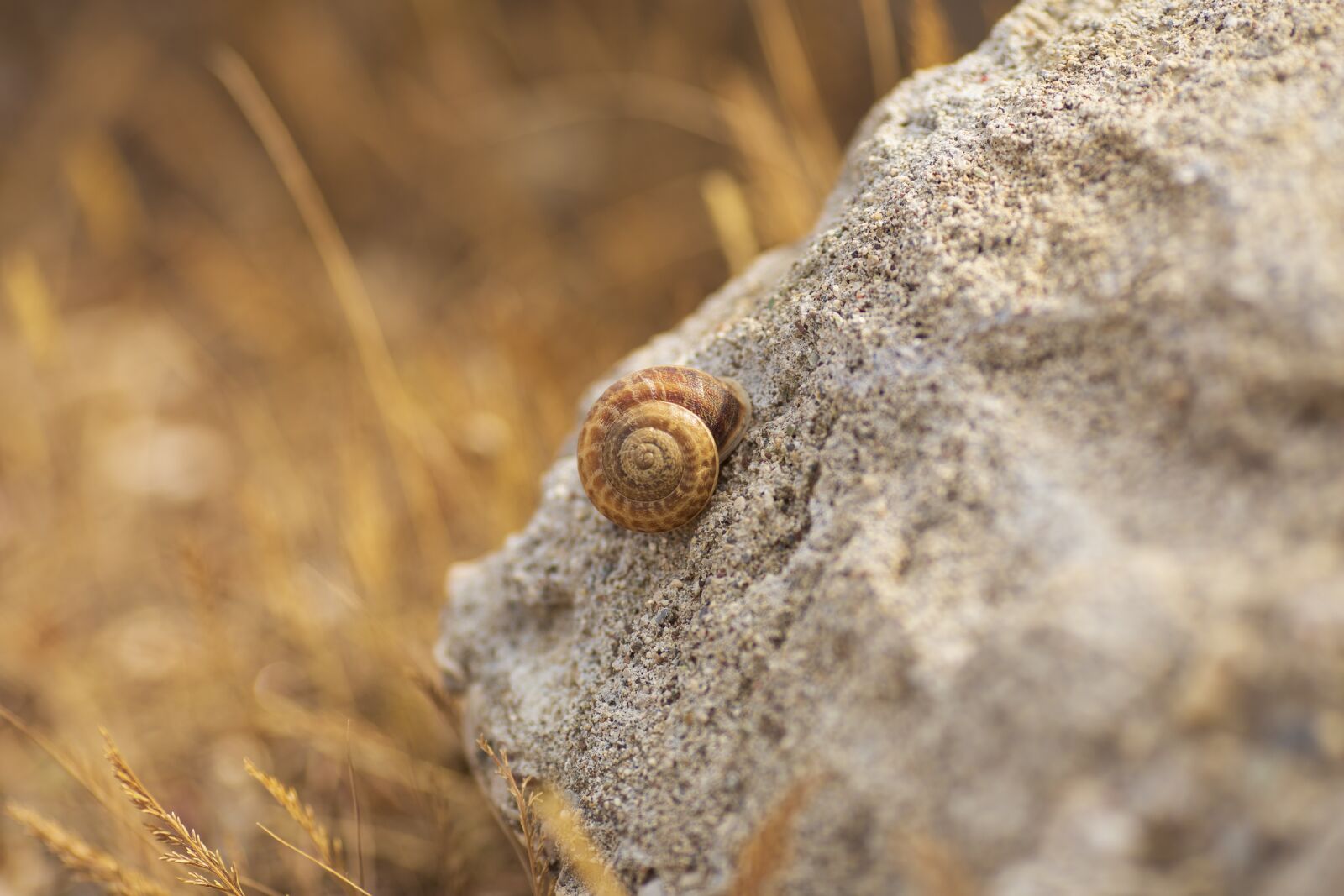 Canon EOS 6D + Canon EF 135mm F2L USM sample photo. Snail, nature, stone photography