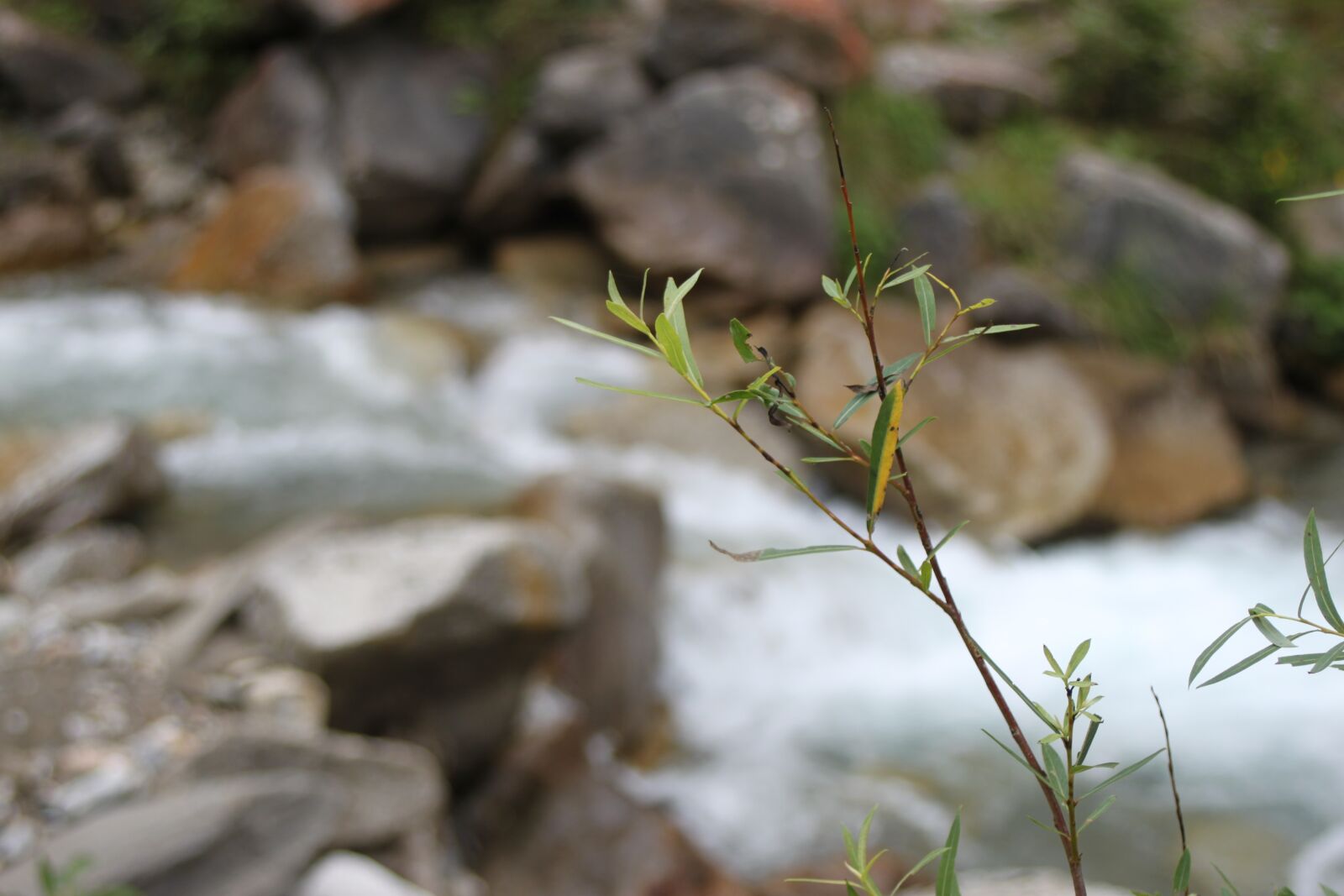 Canon EOS 500D (EOS Rebel T1i / EOS Kiss X3) sample photo. Water plant mountain branch photography