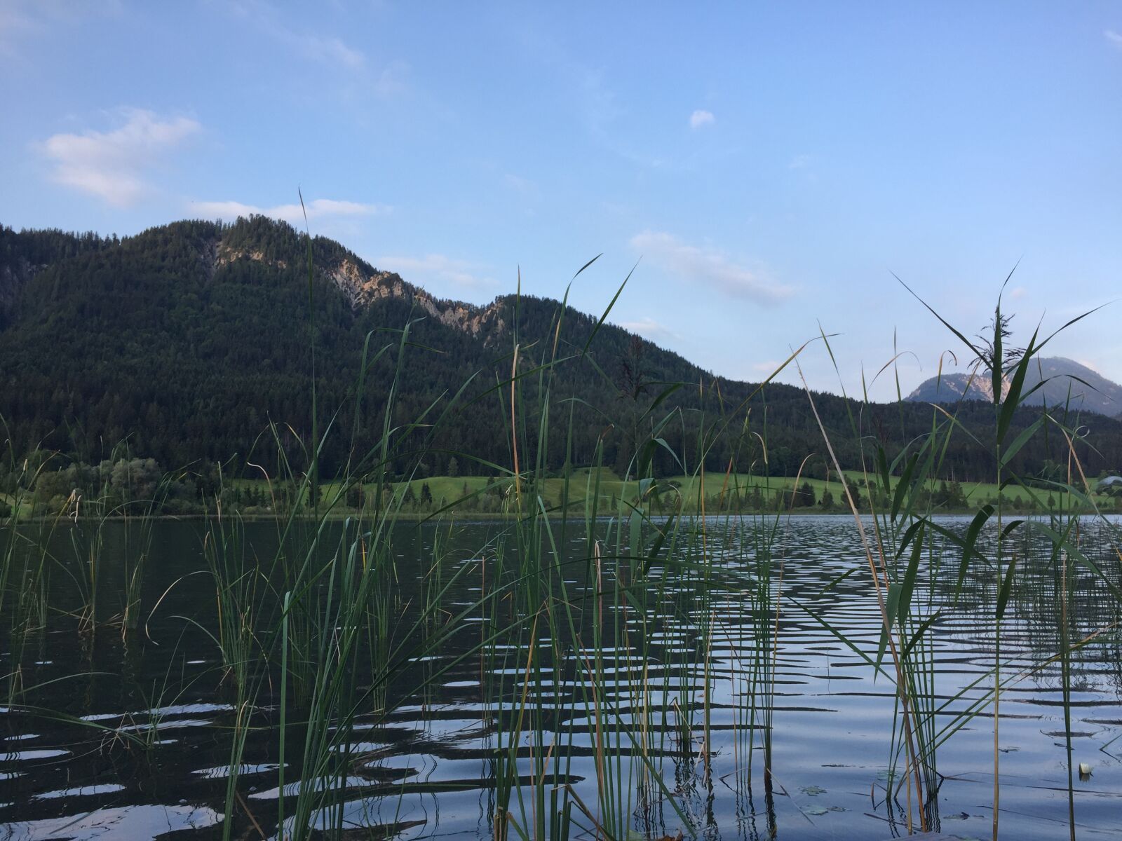 iPhone 6 back camera 4.15mm f/2.2 sample photo. Reed, summer, refreshment photography