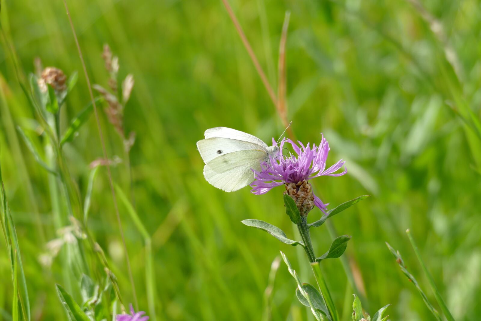 Panasonic Lumix DMC-FZ1000 sample photo. Small cabbage white ling photography
