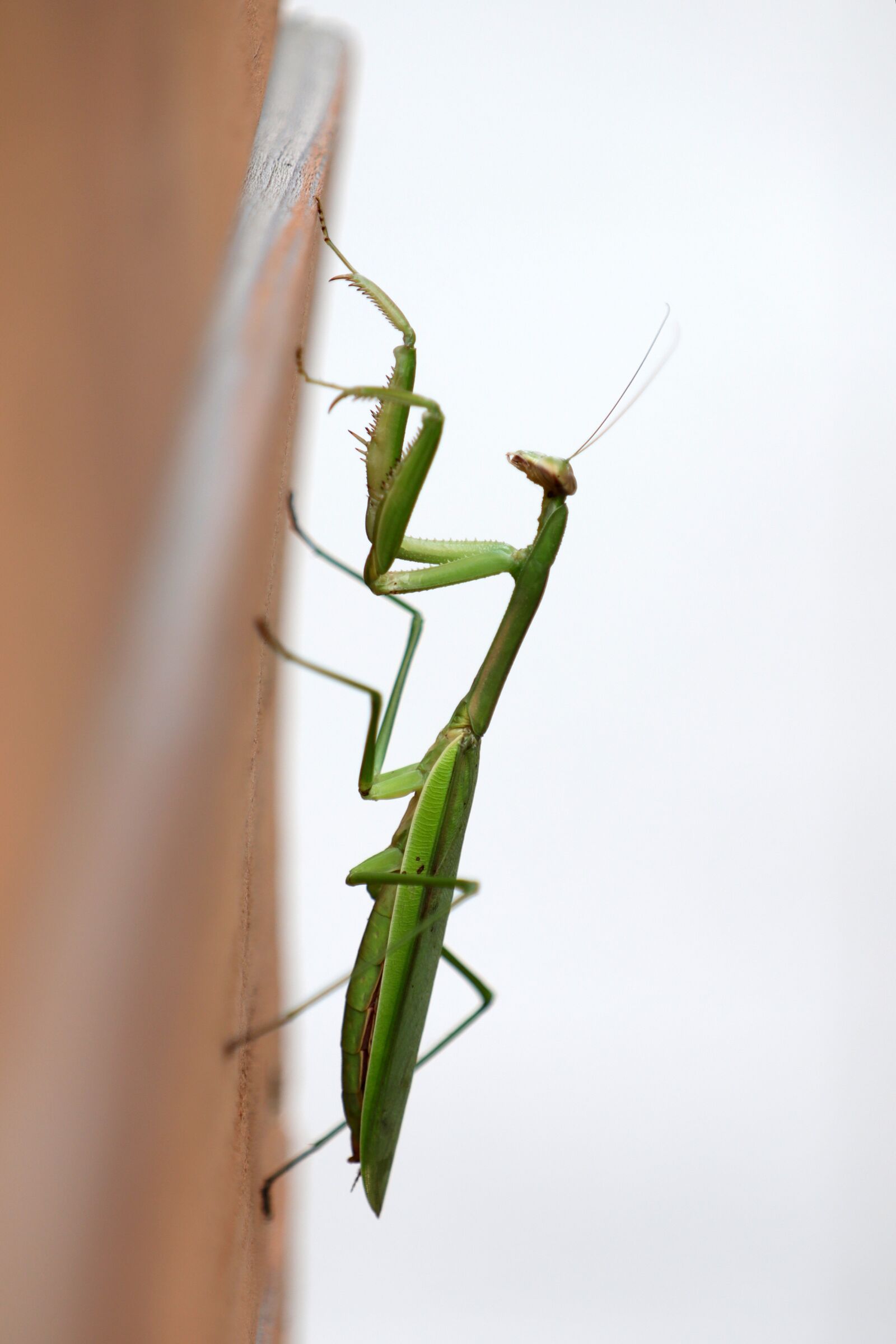 Canon EF 70-200mm F2.8L USM sample photo. Mantis, insects, nature photography