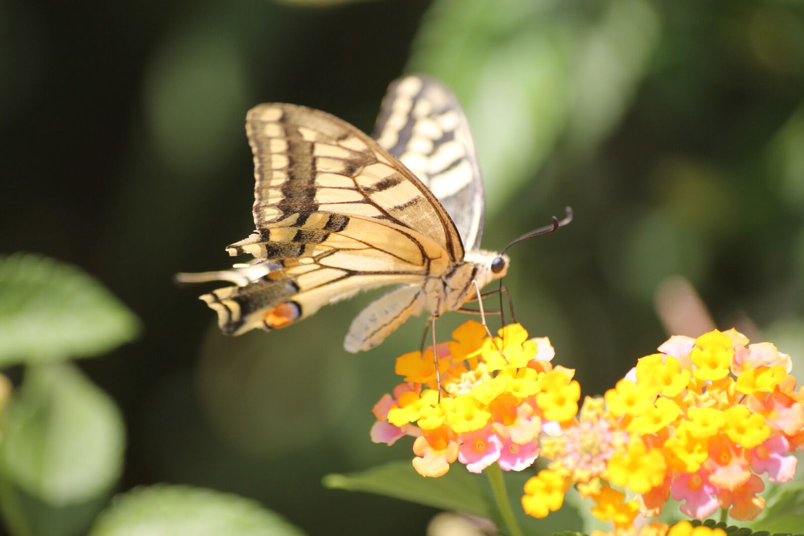 Canon EOS 1100D (EOS Rebel T3 / EOS Kiss X50) sample photo. Old world swallowtail, swallowtail photography