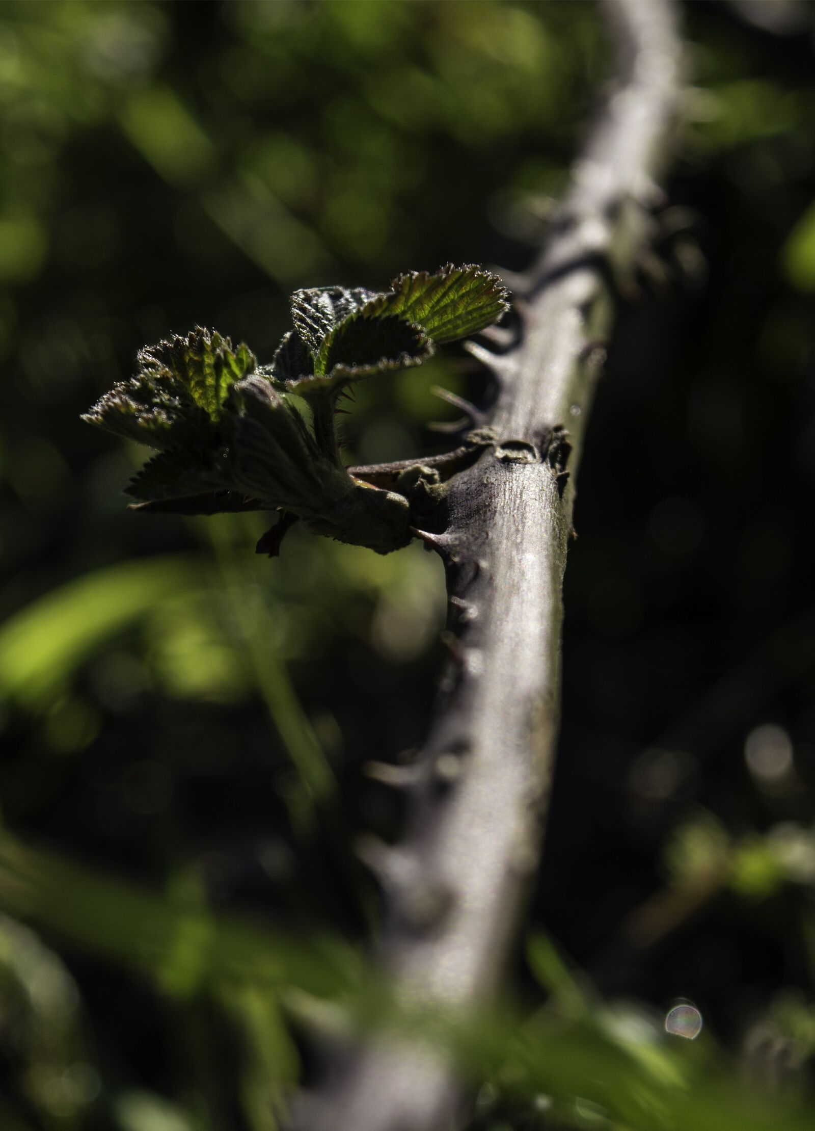 Nikon D3200 sample photo. Thorns, vine, plant photography