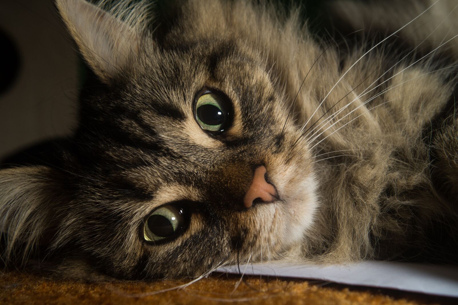 Sony SLT-A58 sample photo. Cat, norwegian forest cat photography