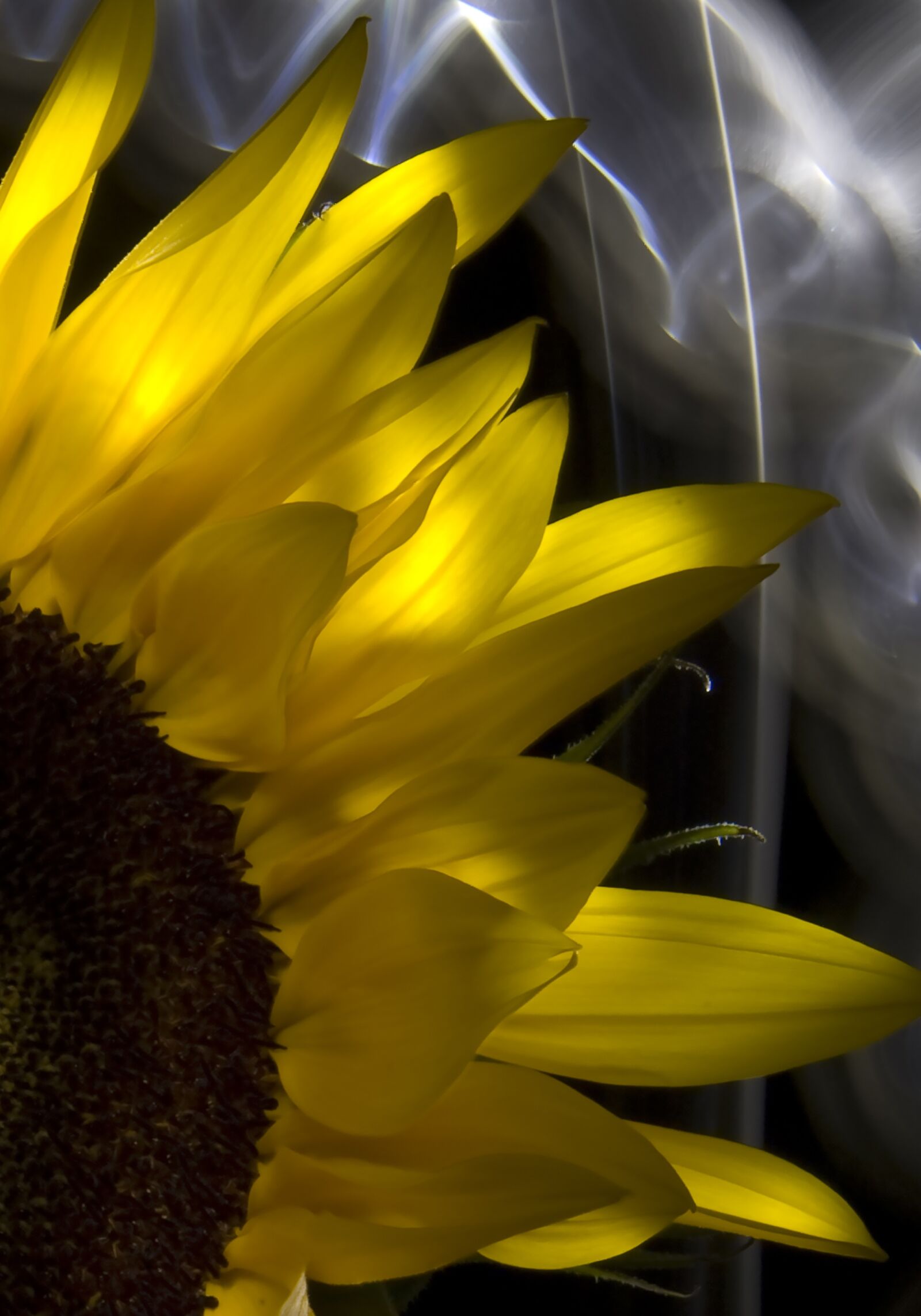Canon EOS 5D sample photo. Sunflower, nature, yellow photography