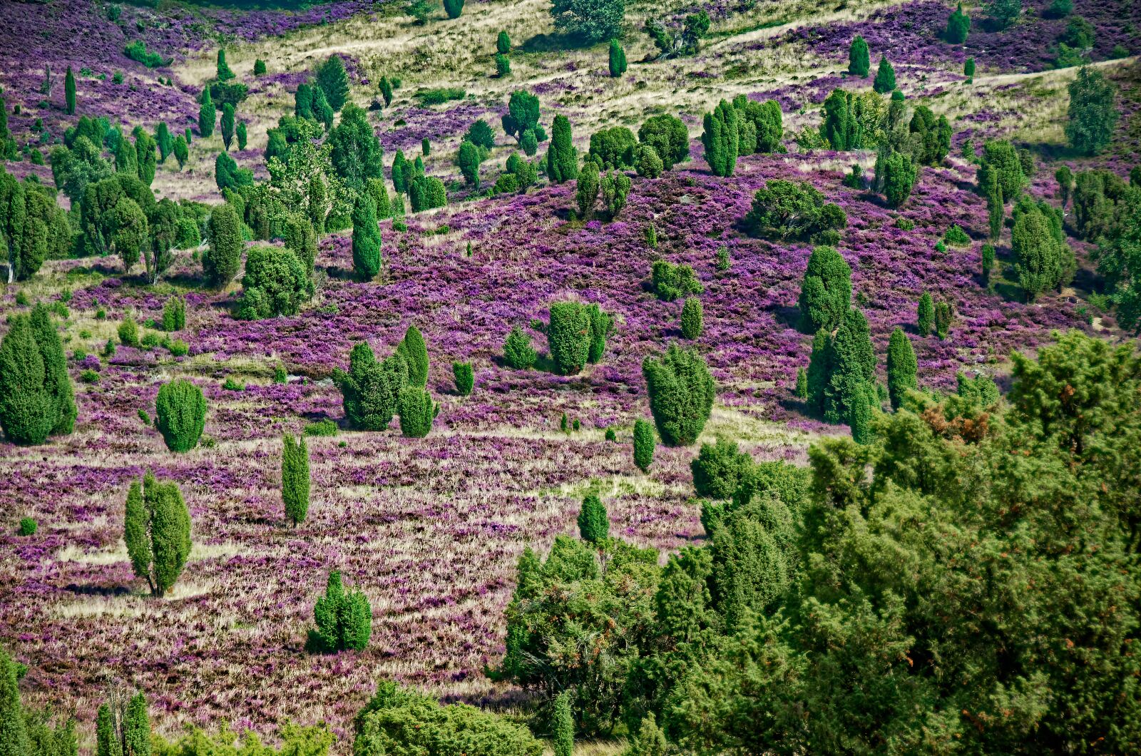 Nikon D7000 sample photo. Germany, l neburg heath photography