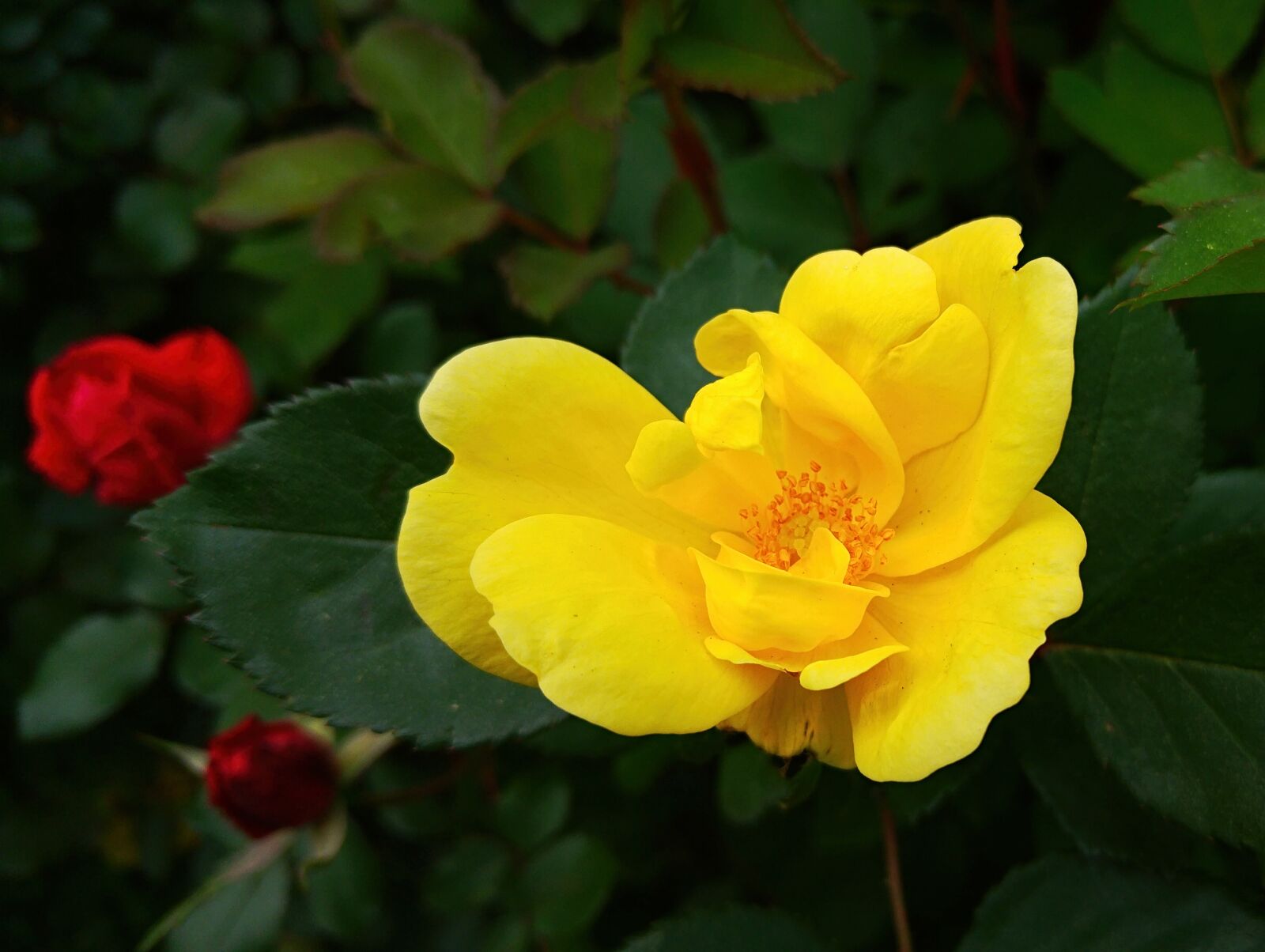LG G4 sample photo. Yellow, yellow rose, rose photography