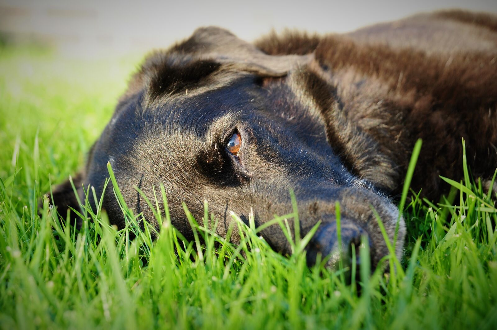 Nikon D700 sample photo. Dog, grass, rush photography